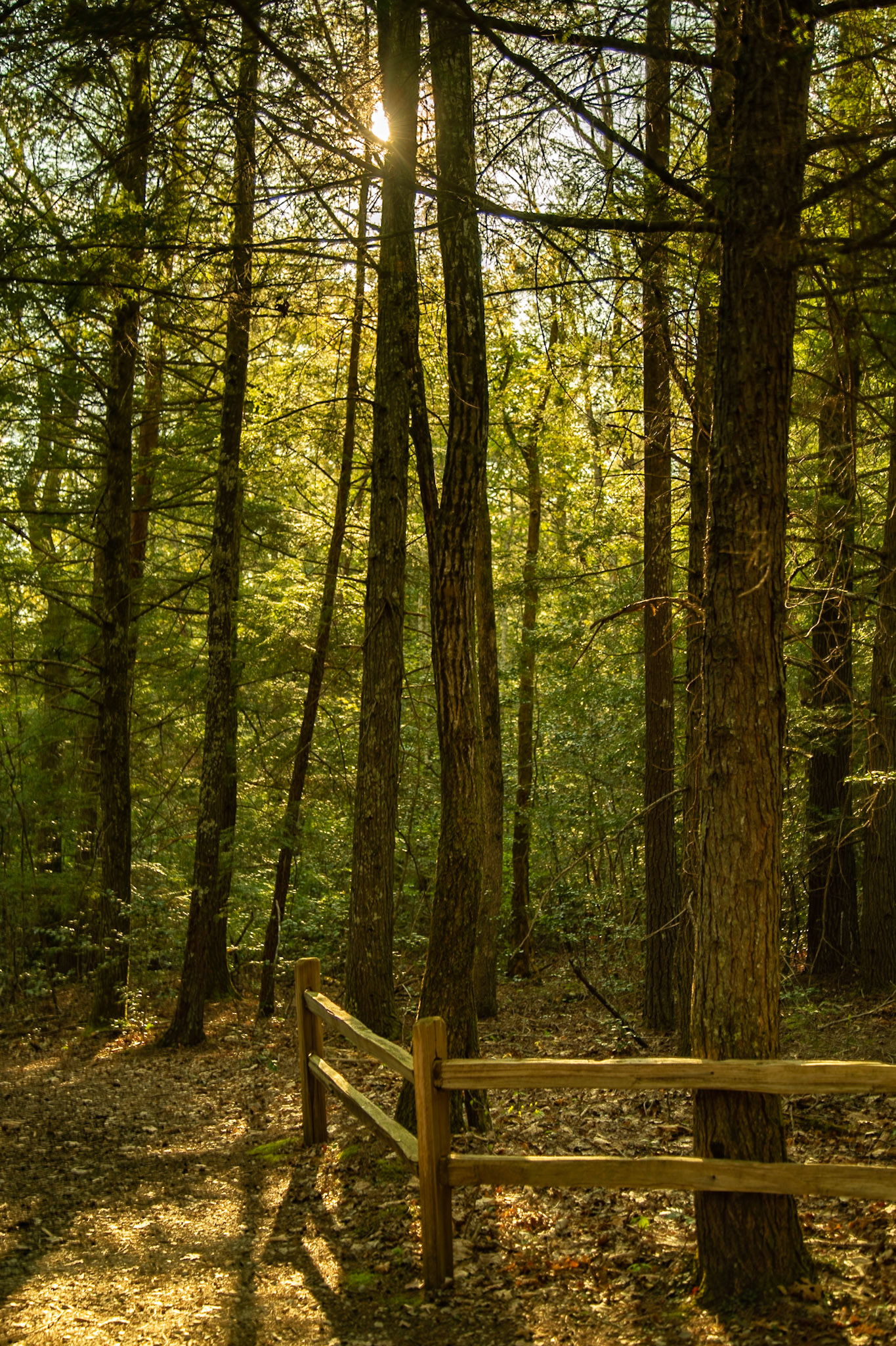 Lilly Bluff Overlook Trail, Obed National Wild &amp; Scenic River