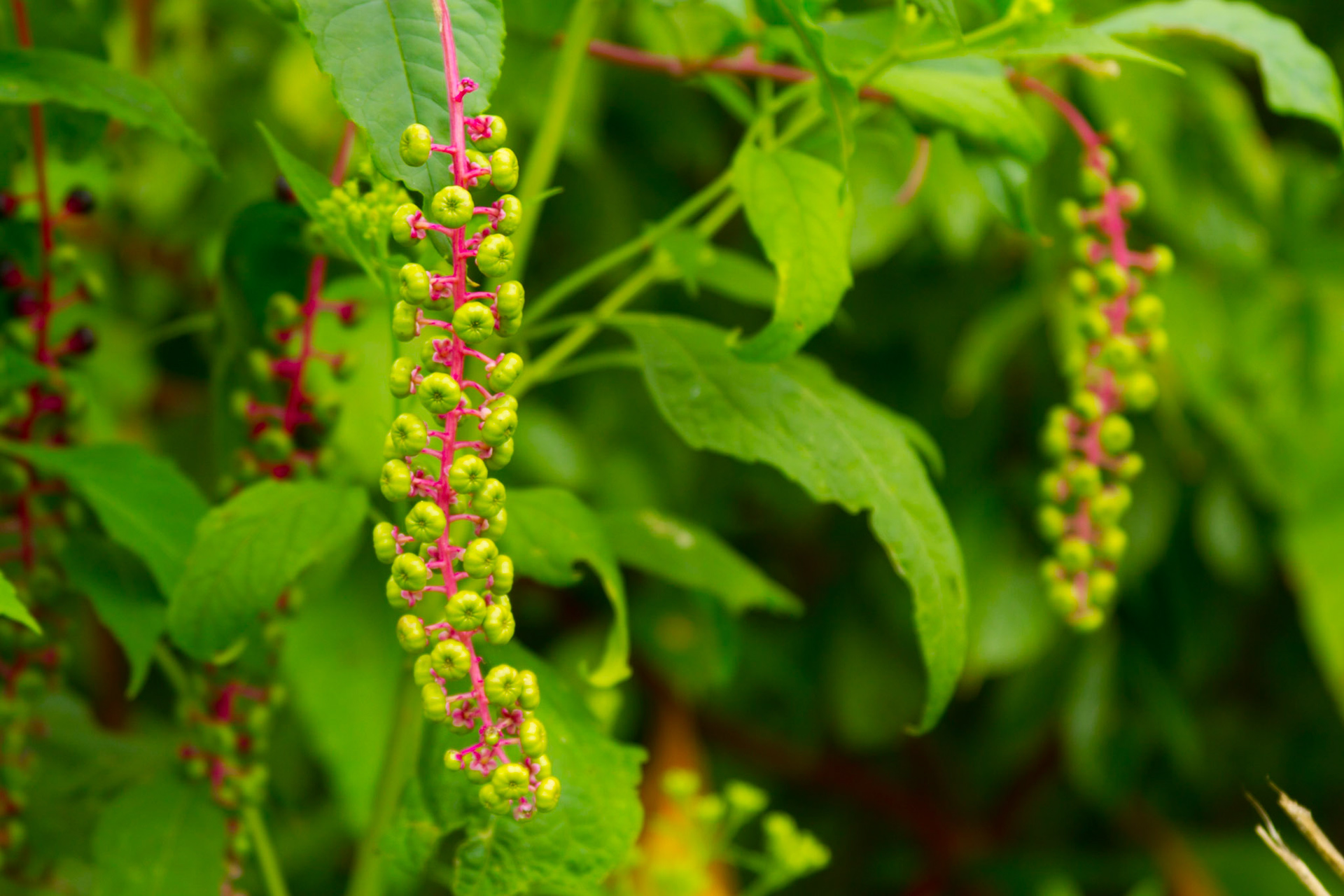 Today, I walked from our home to Anchor Park by way of the walking trail behind Kroger.  The pedometer counted about 9,000 steps, including a little walking around the house before I left.  Christie's car and Google Maps indicated closer to 4 miles.  Whatever the distance, it was a good walk.  Things look much different when walking than driving.