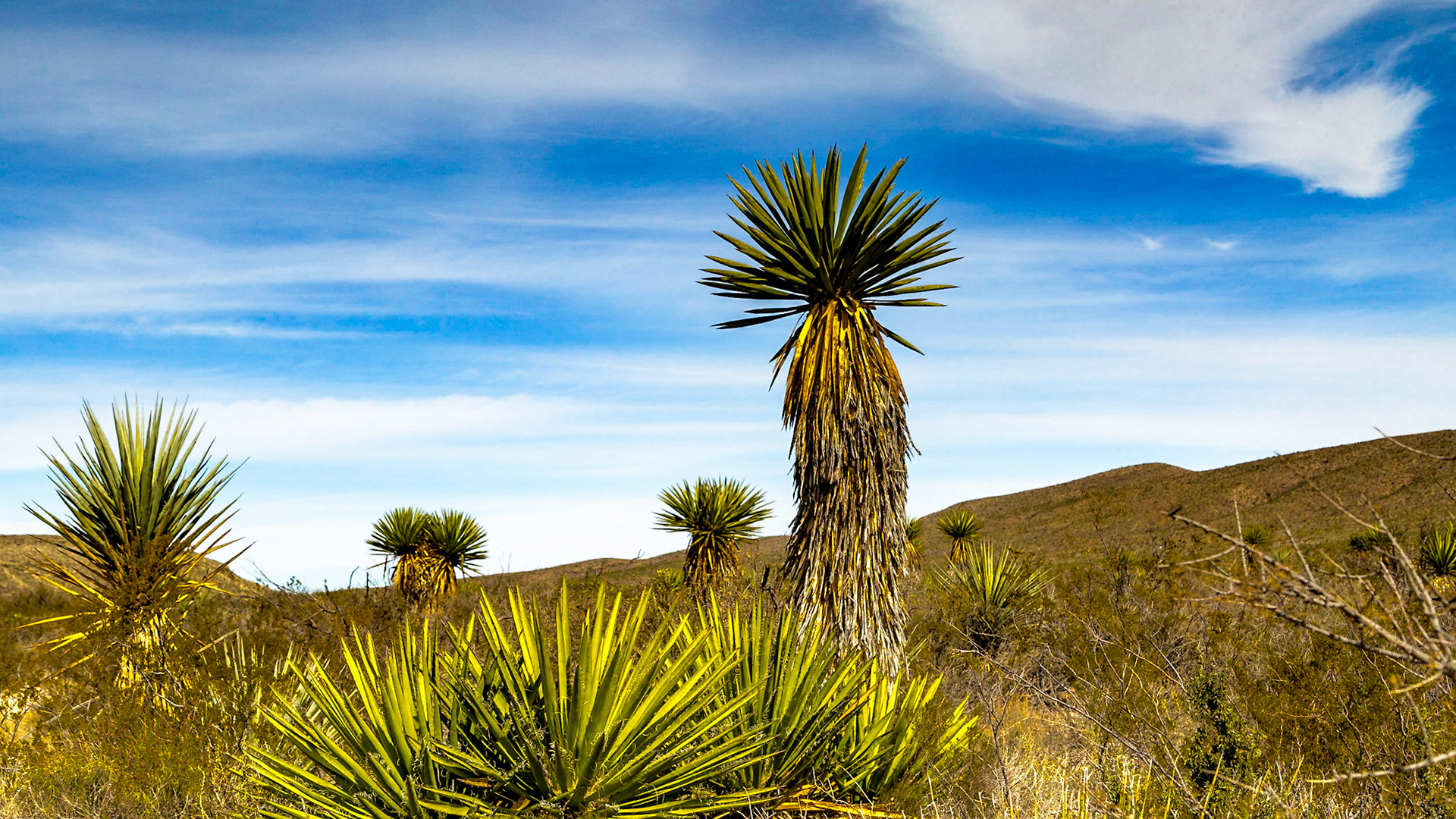 Big Bend National Park