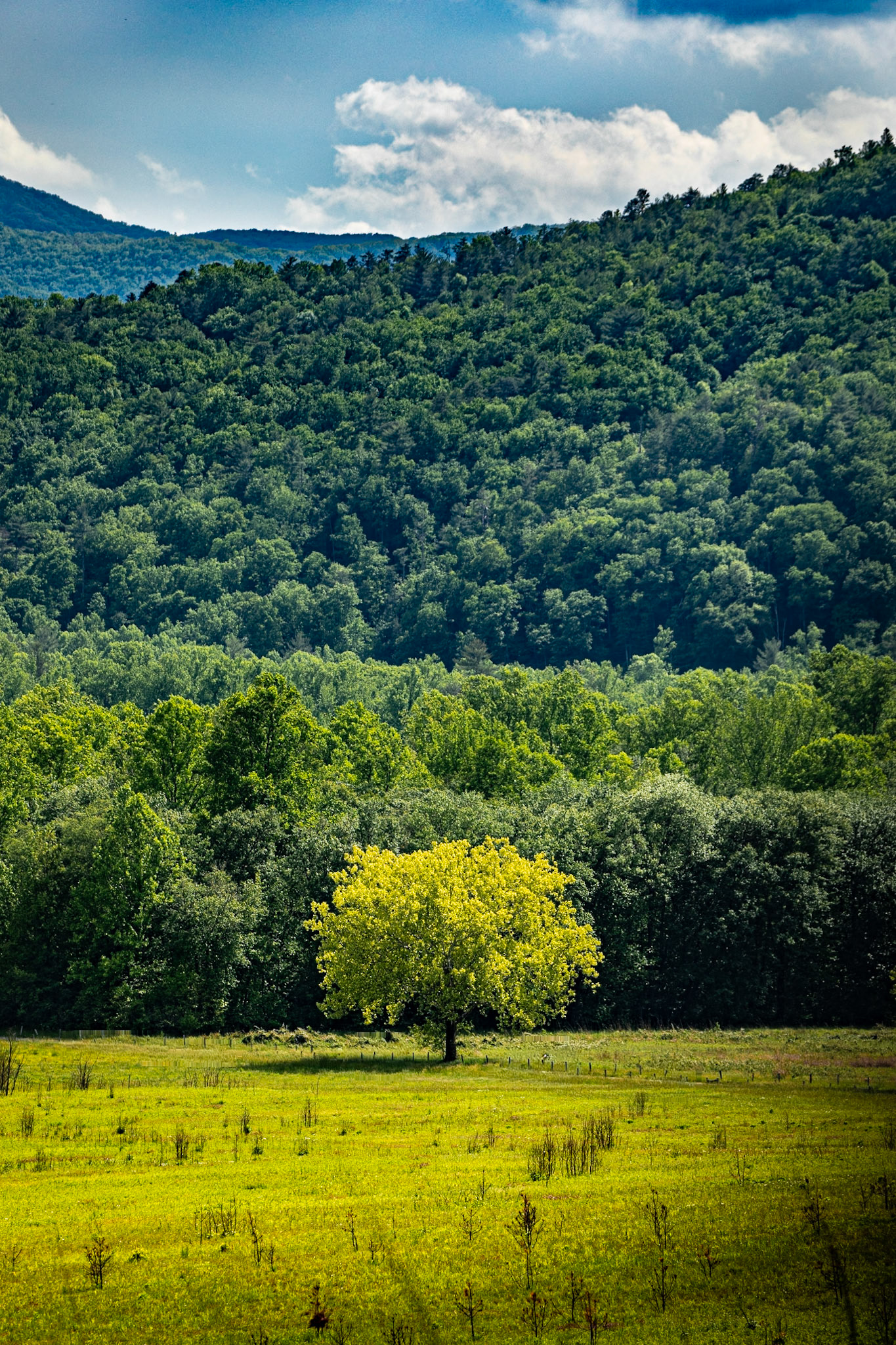 Spring Tree in Cades Cove, May 9, 2026 - We saw at least fifteen bears today, including a mother and three cubs.