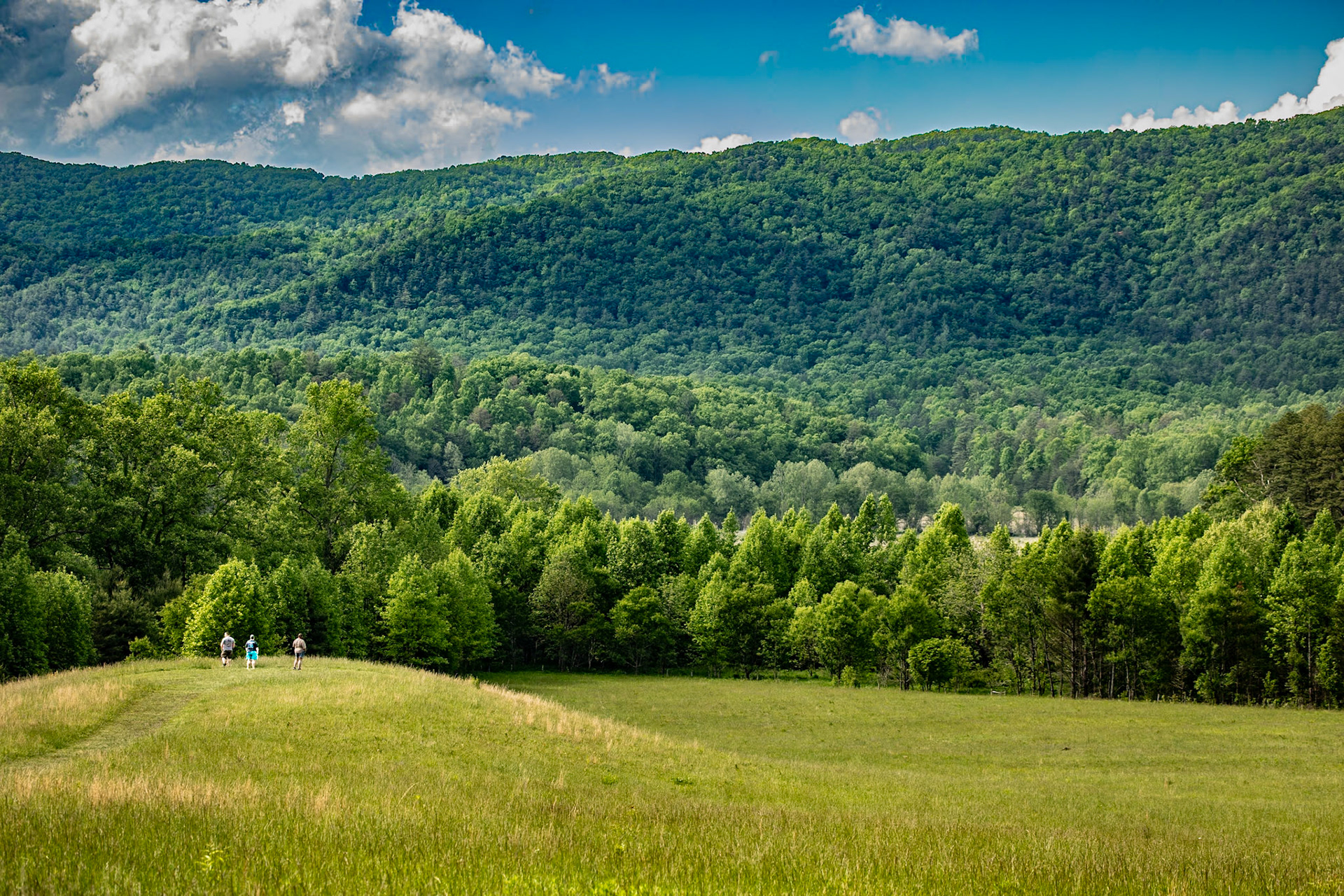 Wild Life Enjoying Cades Cove, May 9, 2026