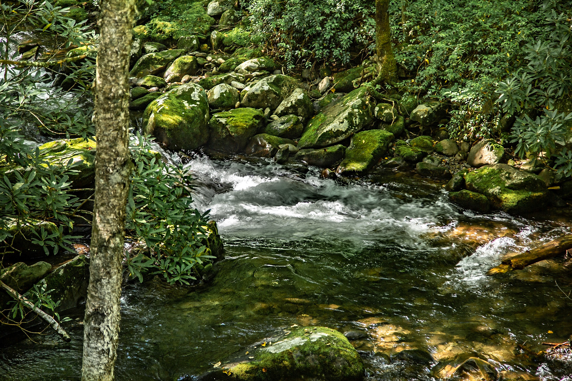 Middle Prong Trail from Bridge at the Trailhead