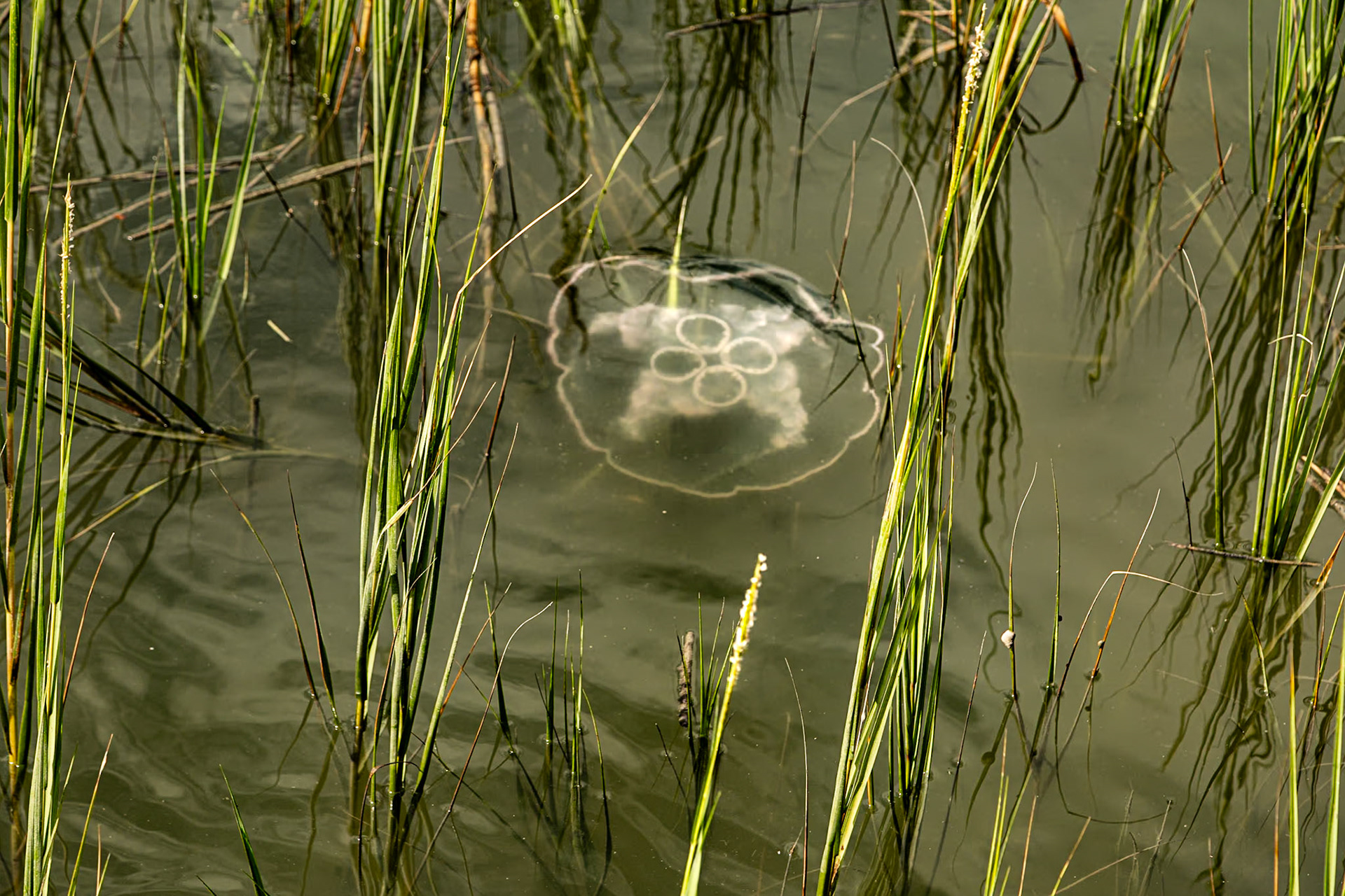 Jelly Fish, Coastal Discovery Museum, Hilton Head Island, SC September 21, 2023