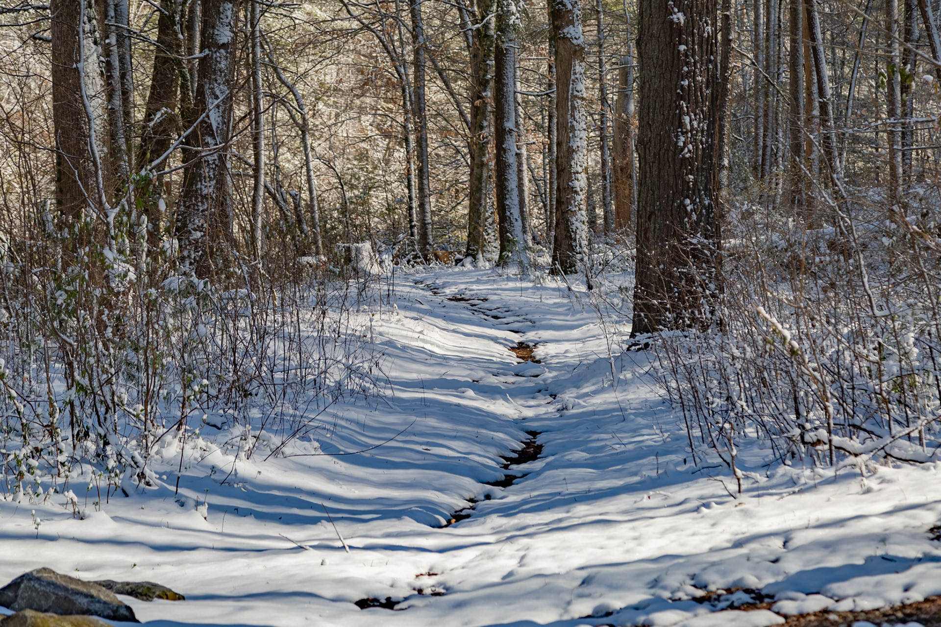 Streamside Trail at Citico Creek Campsitee 9