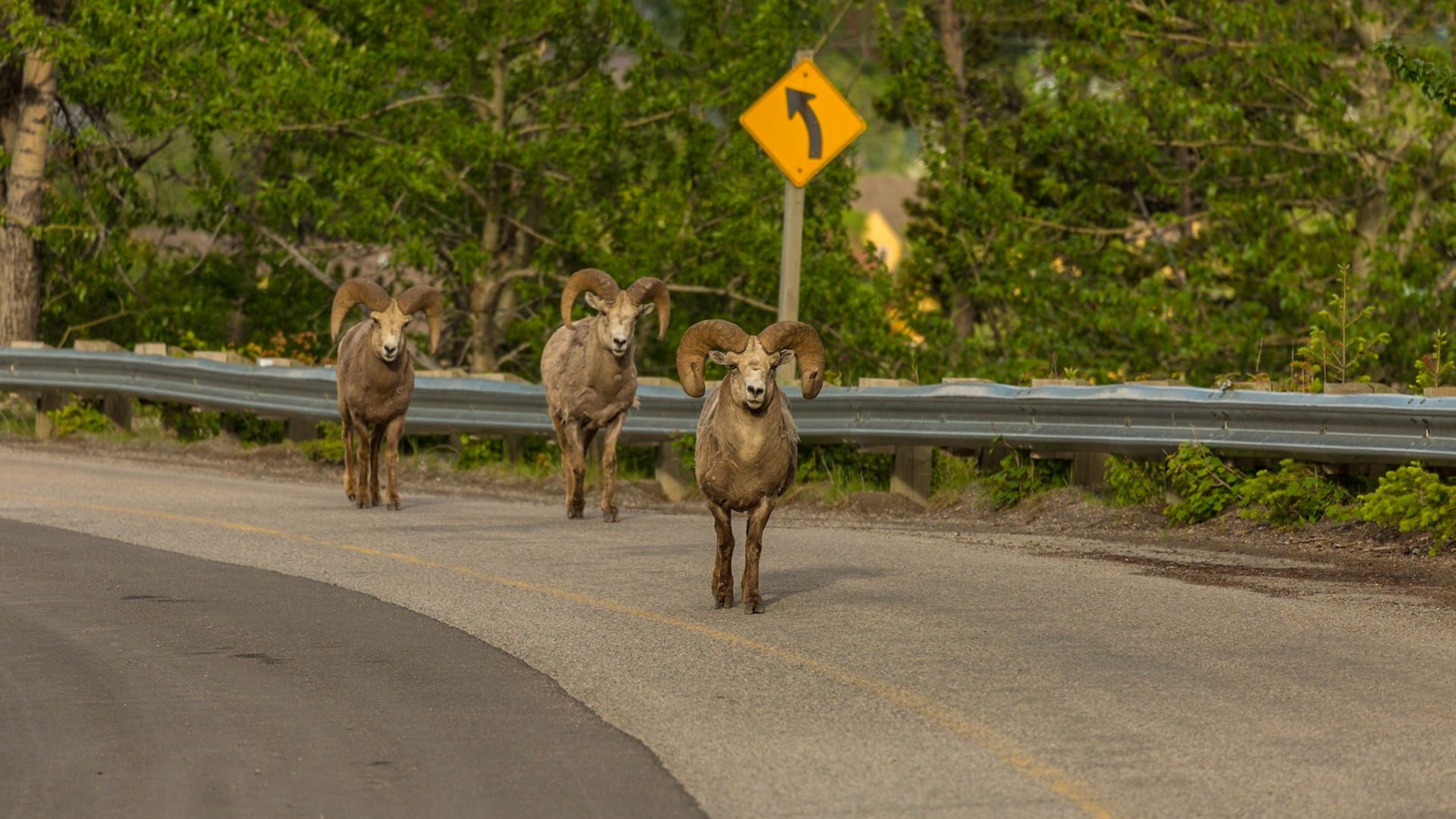 As we came into Waterton, Alberta, we were exited to find a brown bear in the lawn of a home. Mark tried for a few shots from the nearby business’ the parking area.  We looked for another perspective on the road to Cameron Lake and could not see the bear. Low and behold, there were three mountain sheep beside that road. I think this was the closest I have ever been to these beautiful animals. The evening light was just right and they hung around for us. We were in the right place.