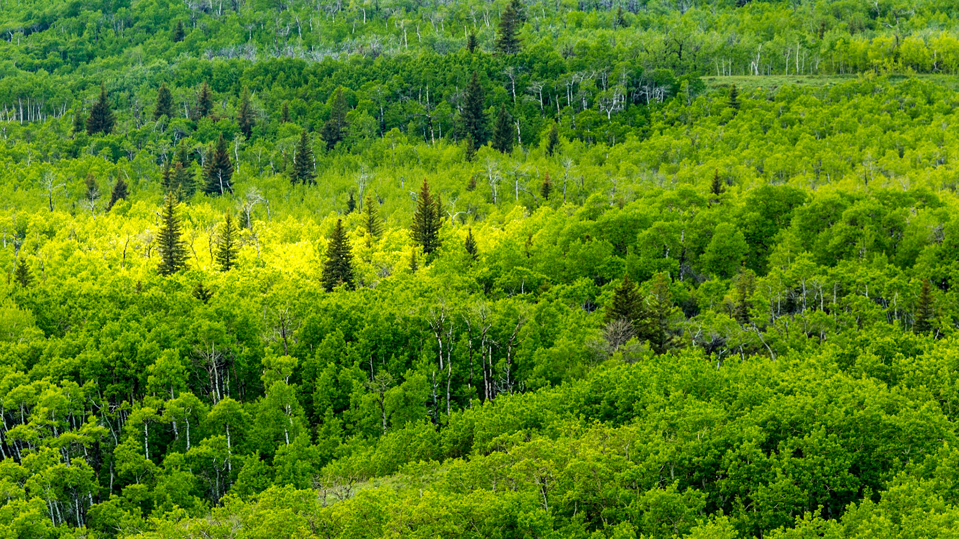 Chief Mountain Foreground