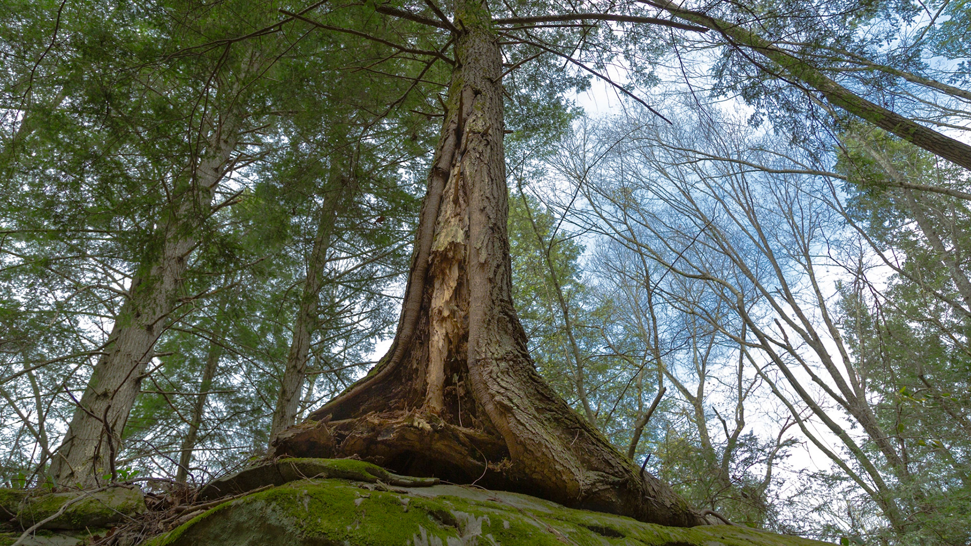 Christie and I went on a scouting mission to the Obed Wild and Scenic River. We hope Trever, Grace and Raven will be able to return there with us this summer.