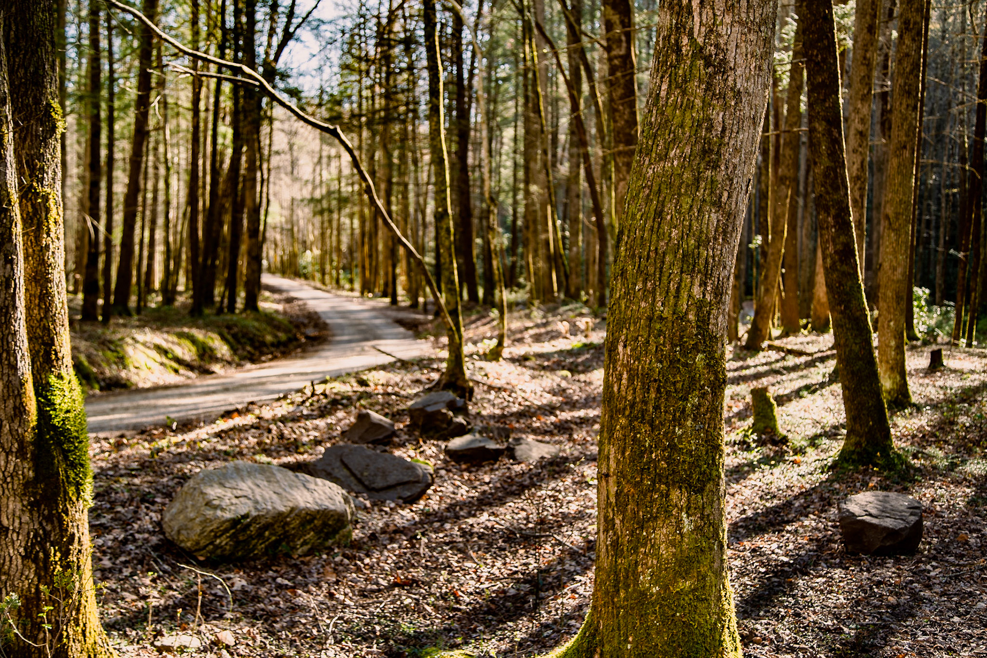 Doublecamp Creek Road, Citico Wilderness Area, Cherokee National Forest