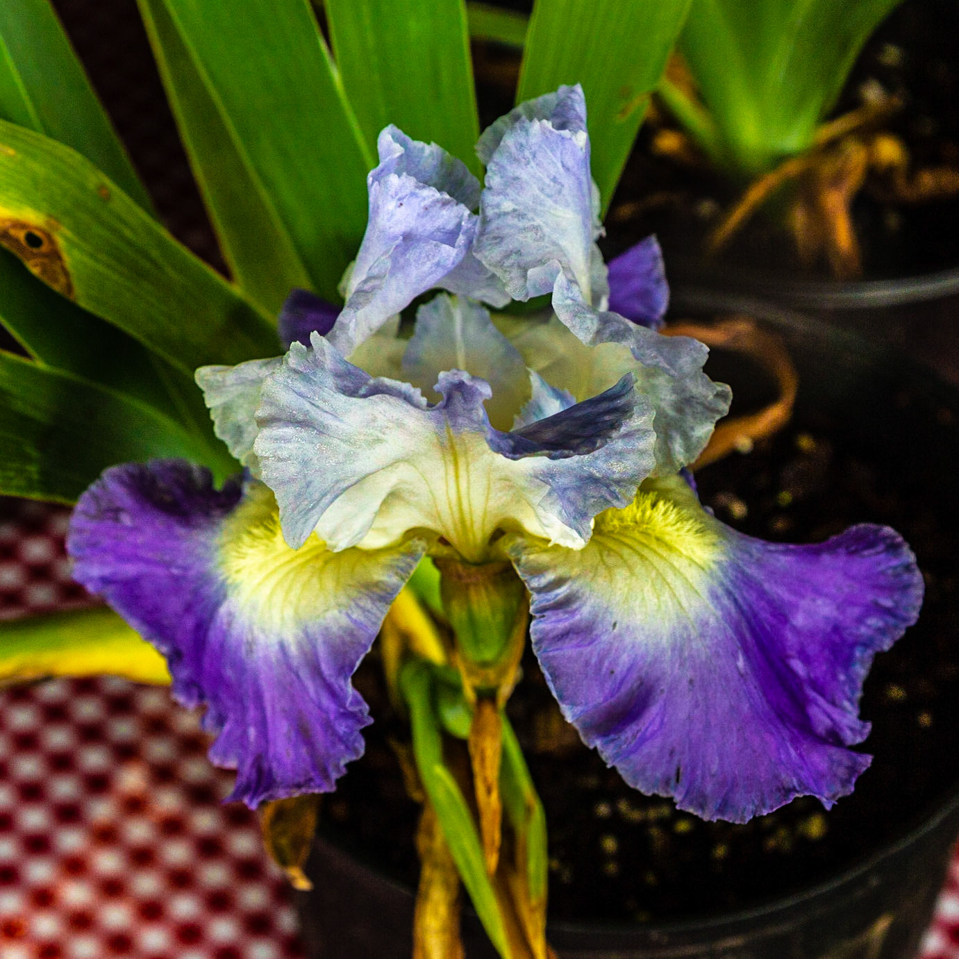 On a Good Friday outting with Christie, we had lunch and walked the main street in Lenoir City.  On our way home the sign for this place stopped us for some shopping.
