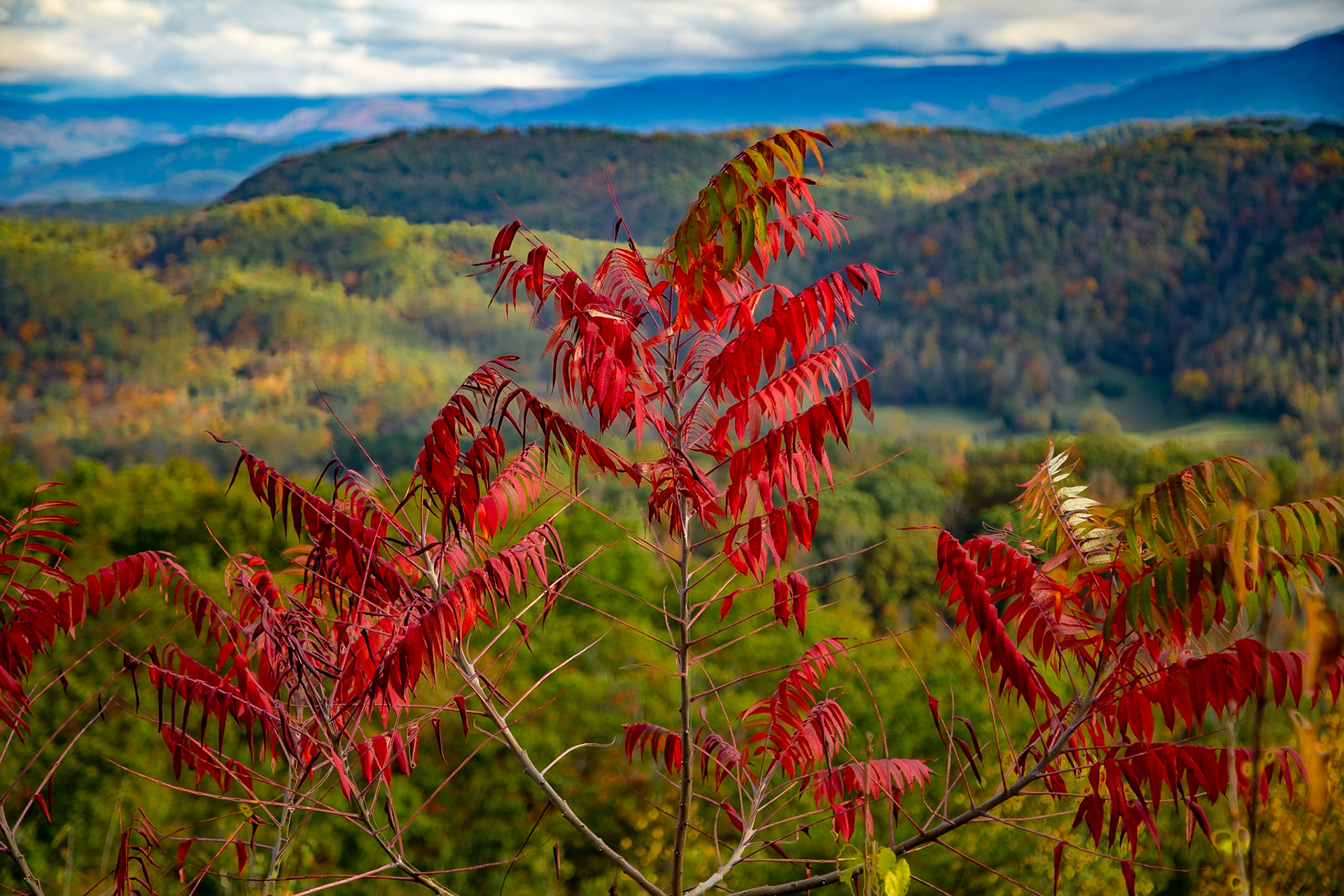 Early Fall Color on Foothills Parkway