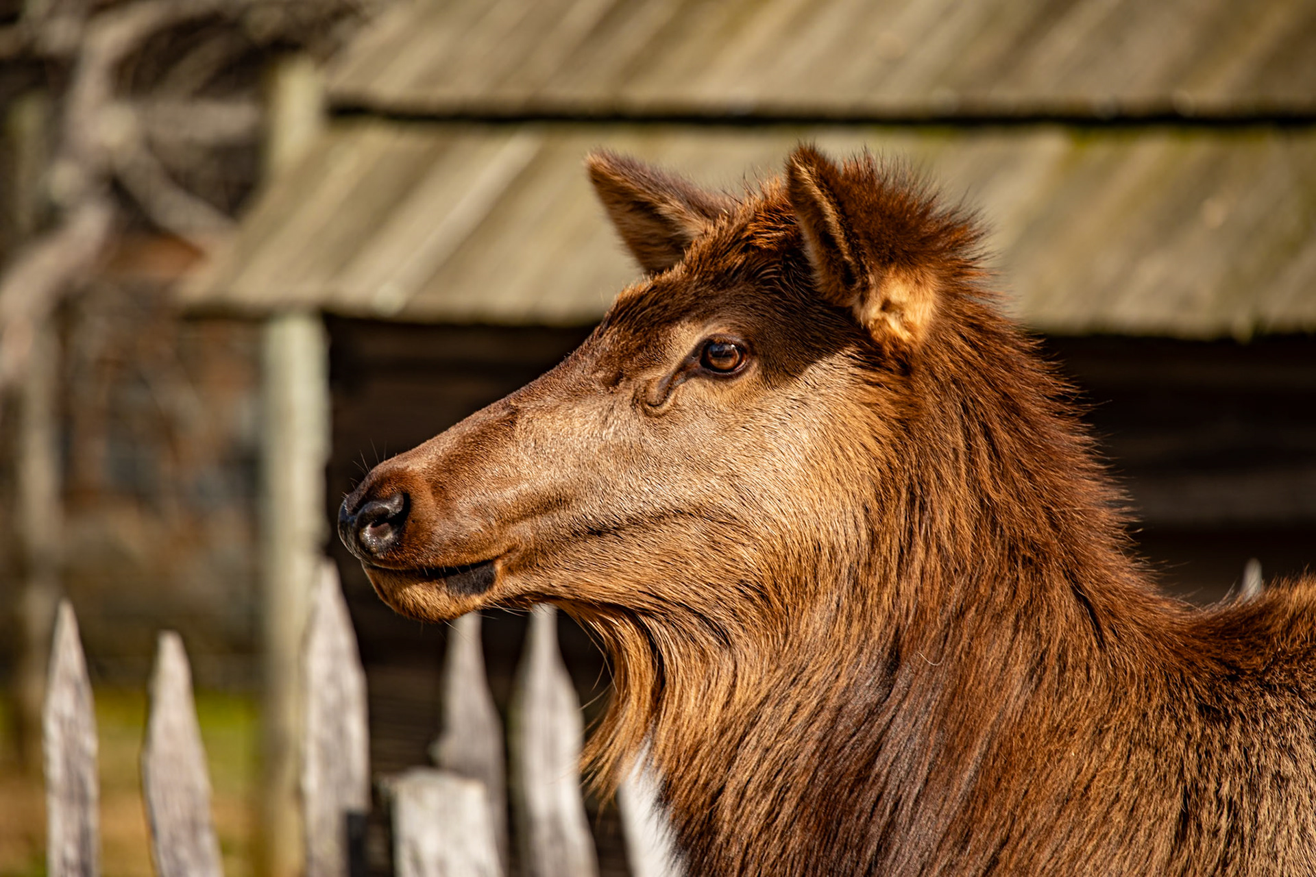 Elk, Oconaluftee River Trail, Great Smoky Mountains National Park, February 24, 2026