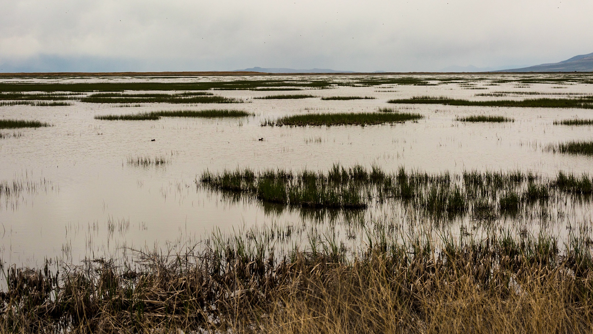 At home, we have a few bird feeders. This wetland is like hundreds (manybe thousands) of acres as a birdfeeder.