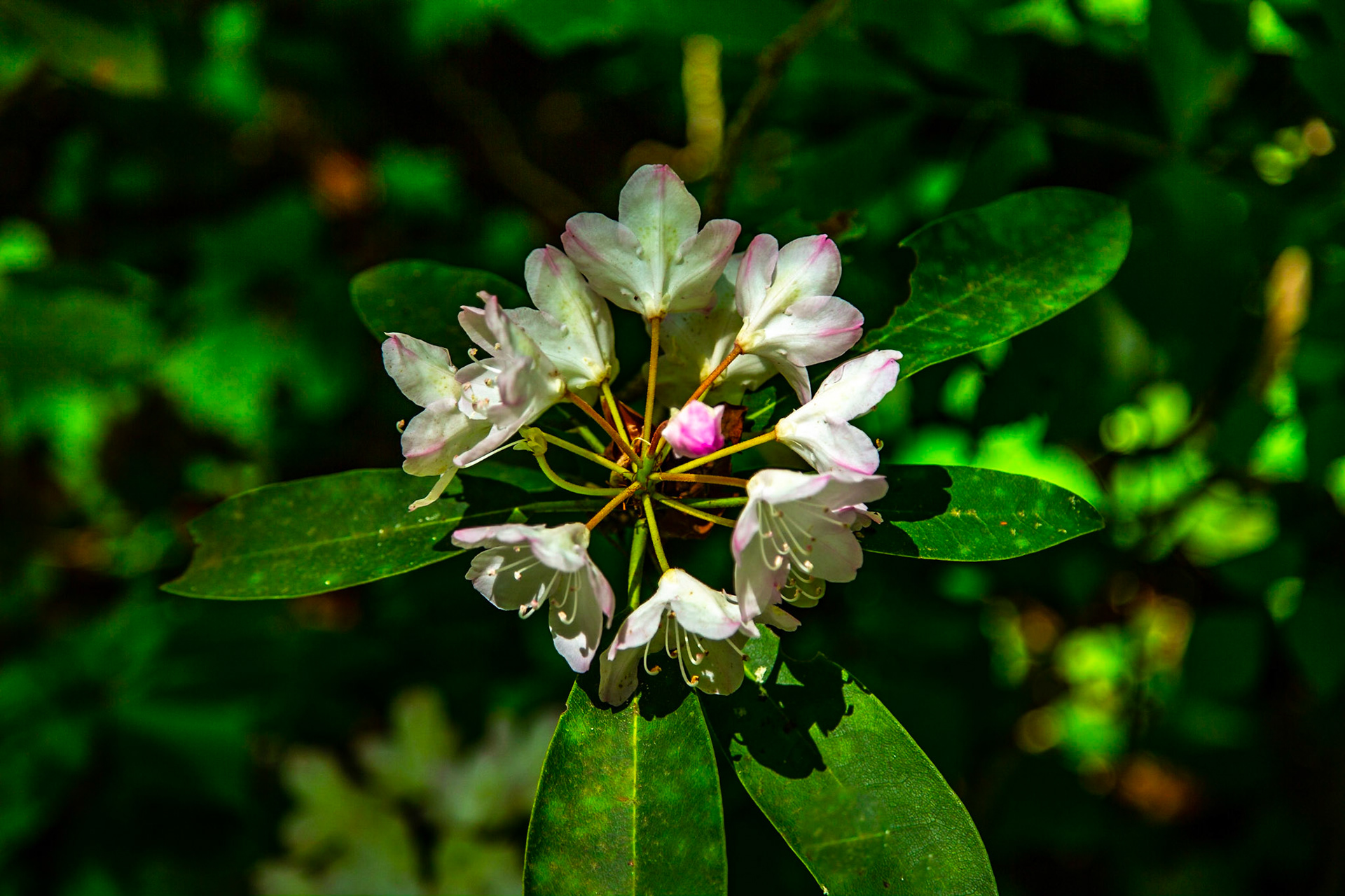 Tellico River, River Road, Big Oak Cove Recreation Area, Cherokee National Forest