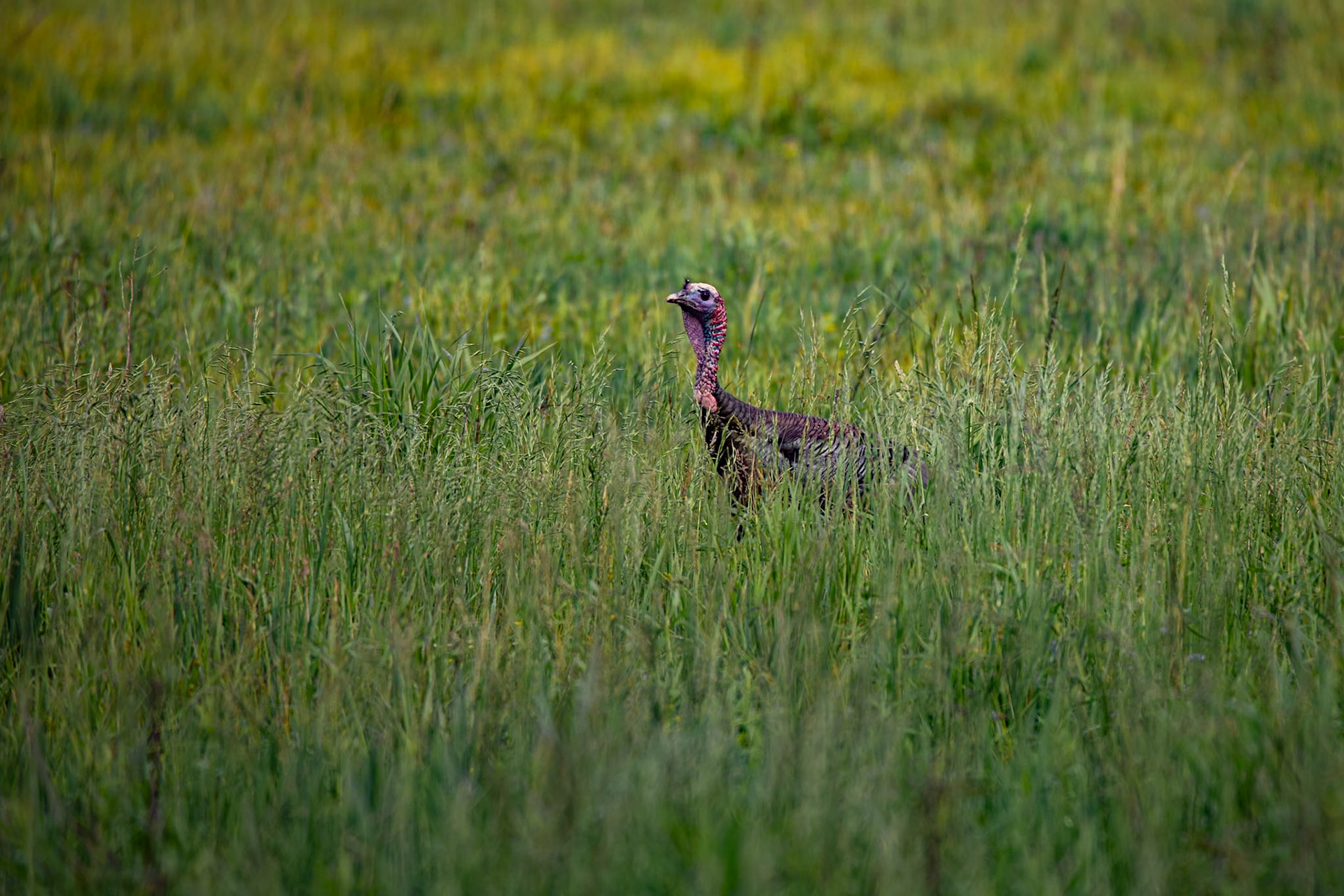 Turkey in Cades Cove