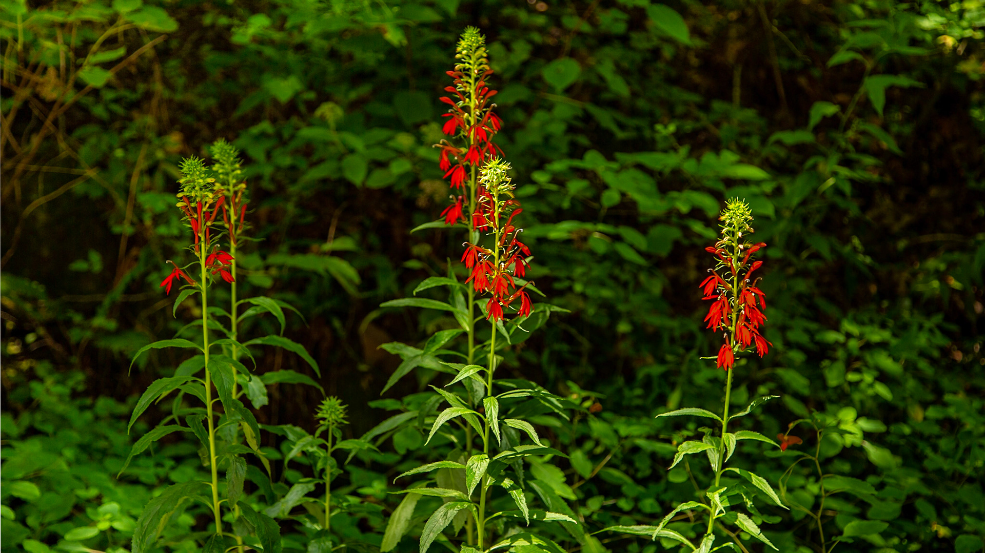 Indian Paintbrush on North River Road
