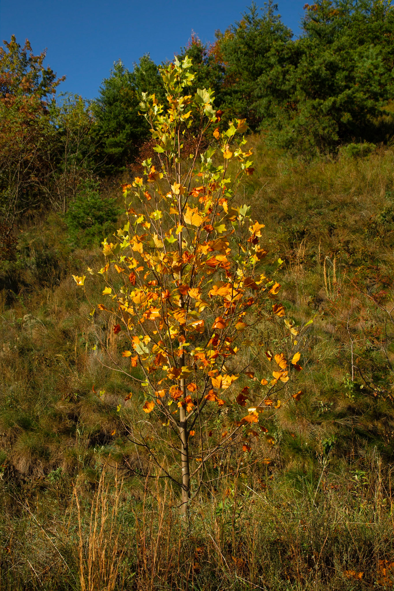 The Preserve at English Mountain