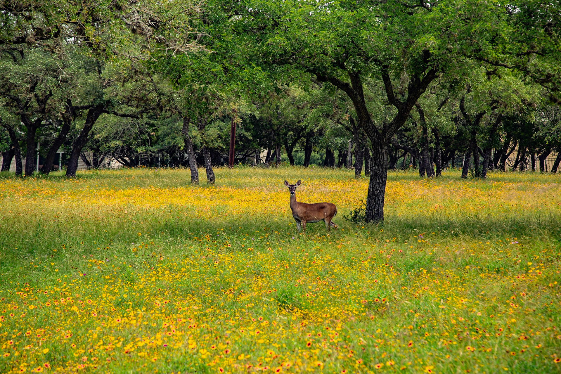 Deer at Canyon Lake