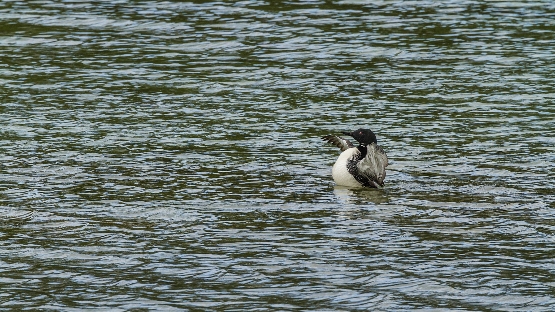 We turned onto Spray Valley Road and figured out that it could eventually take us back to Canmore. Soon, we discovered this Common Loon on a lake near the road.  He performed for me.  Although the road was unpaved gravel, it was smooth and appeared to be a very comfortable drive. We continued.