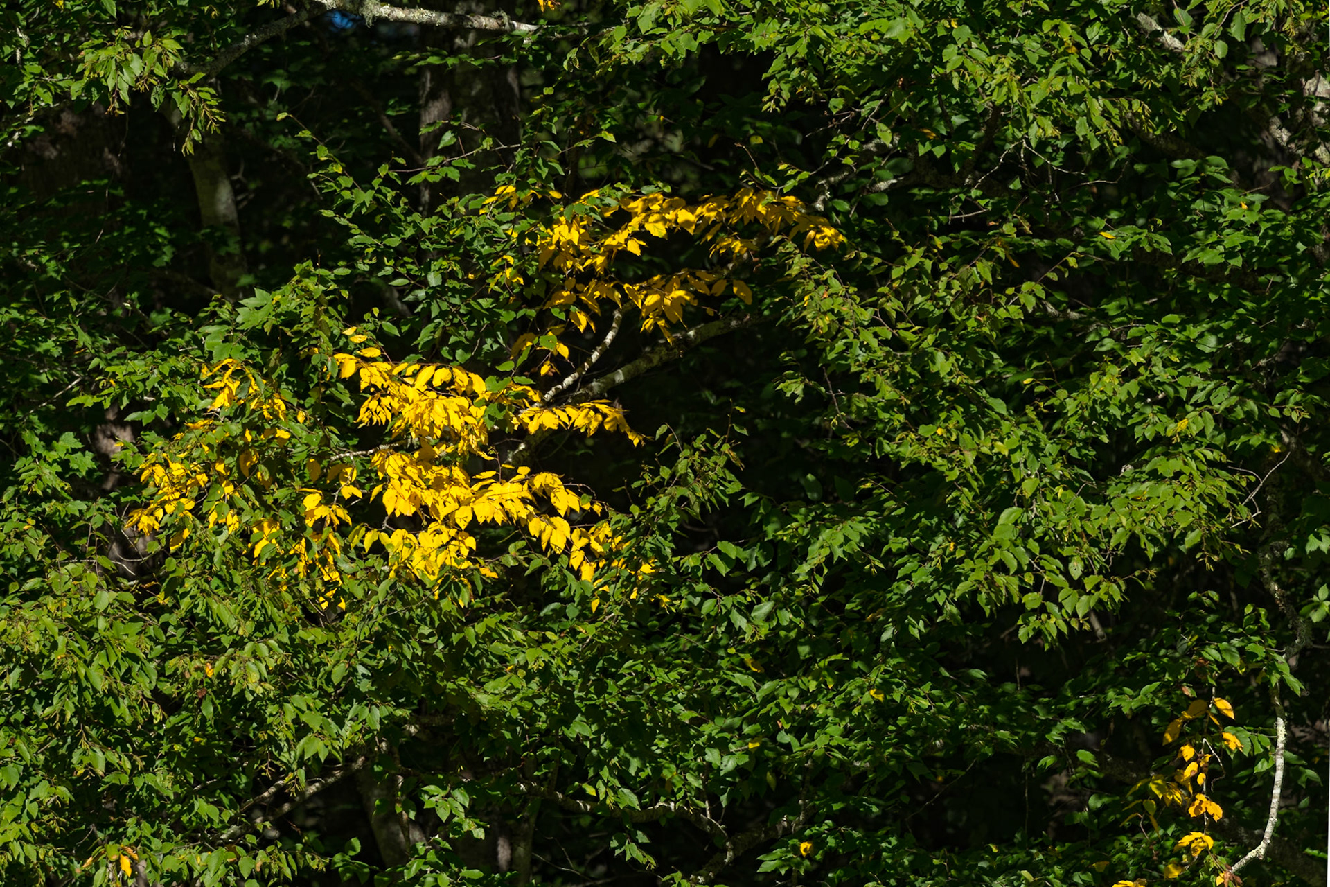 Very Early Fall in Cataloochee Valley