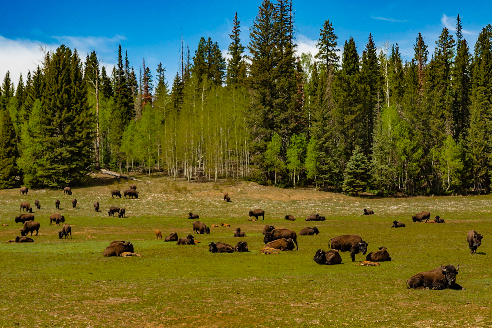 The Herd - North Rim, Grand Canyon National Park