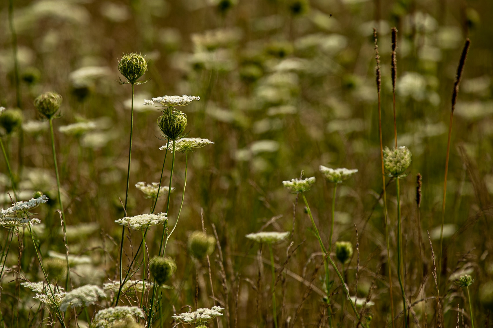 Queen Ann's Lace At Bandy Creek Stables
