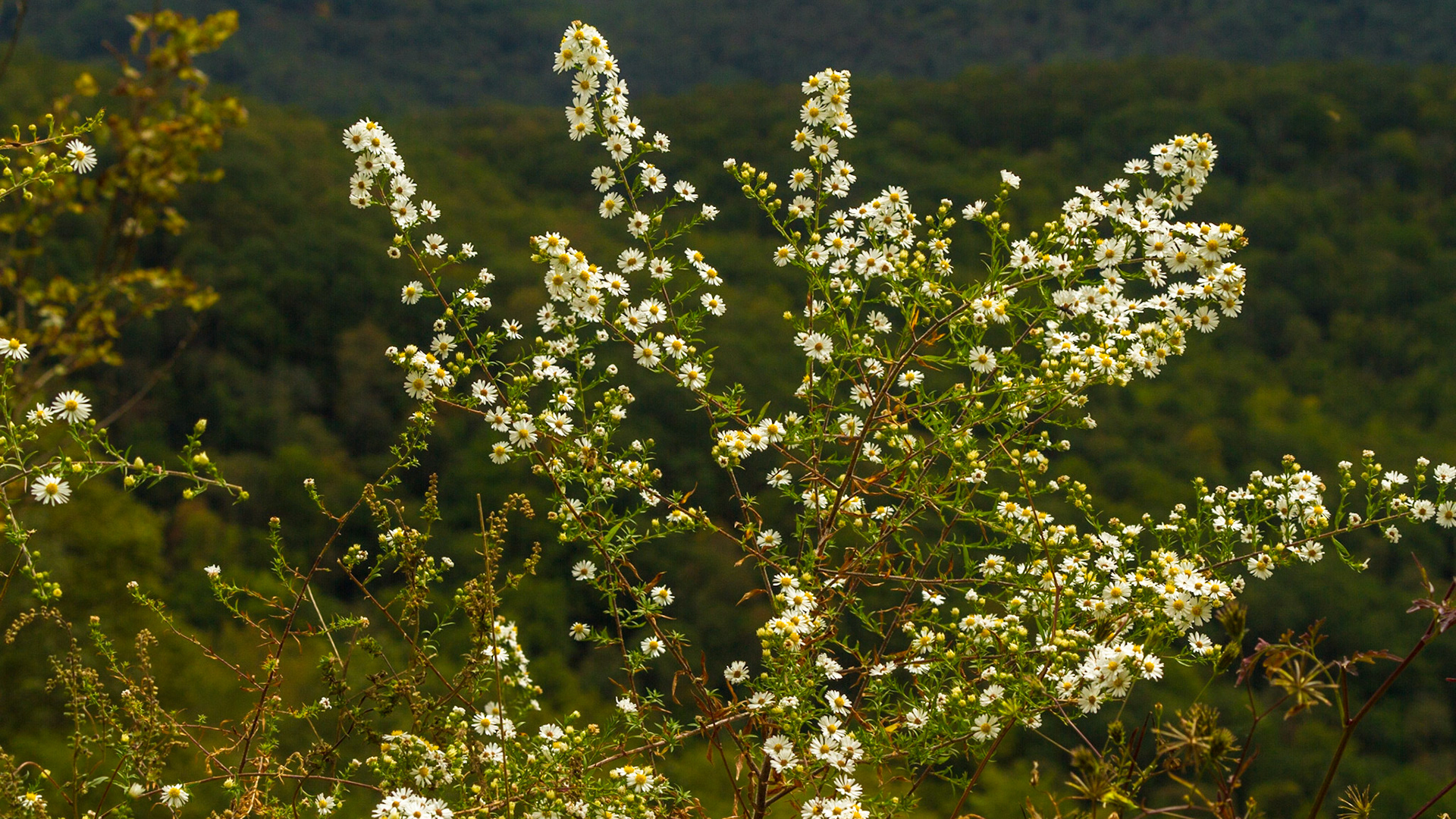 October 6, 2017 Christie was out of town for her forty-fifth high school class reunion.  I went on a drive for photography, just as fall color started to show.  It was a good day for this kind of trip, with good landscapes and a few vintage cars at First Baptist Church in Farragut, followed by the Cherohala Skyway and Fontana Dam.