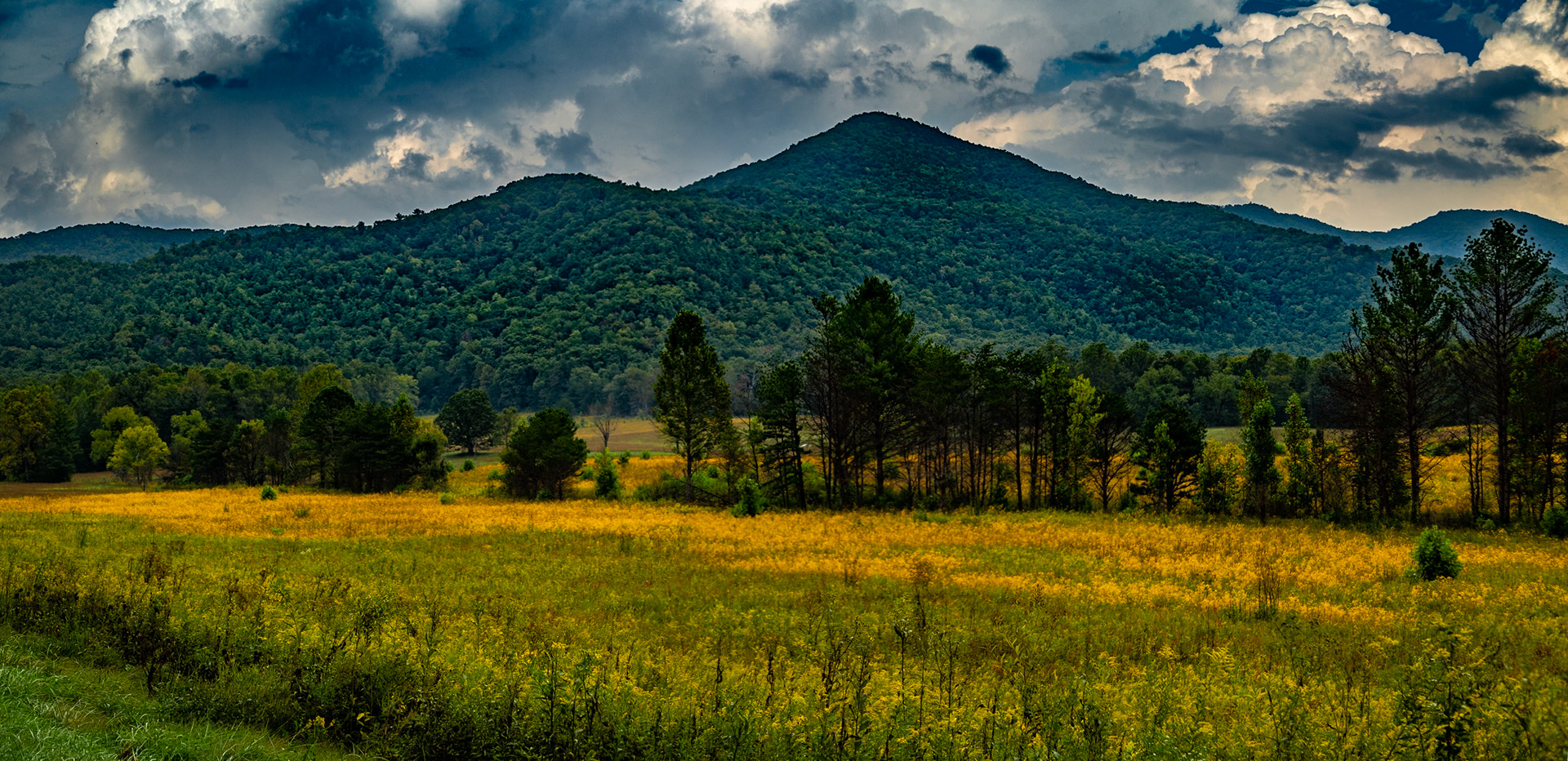 Goldenrods, First Day of Autum, Cades Cove, Great Smoky Mountains National Park, September 22, 2025