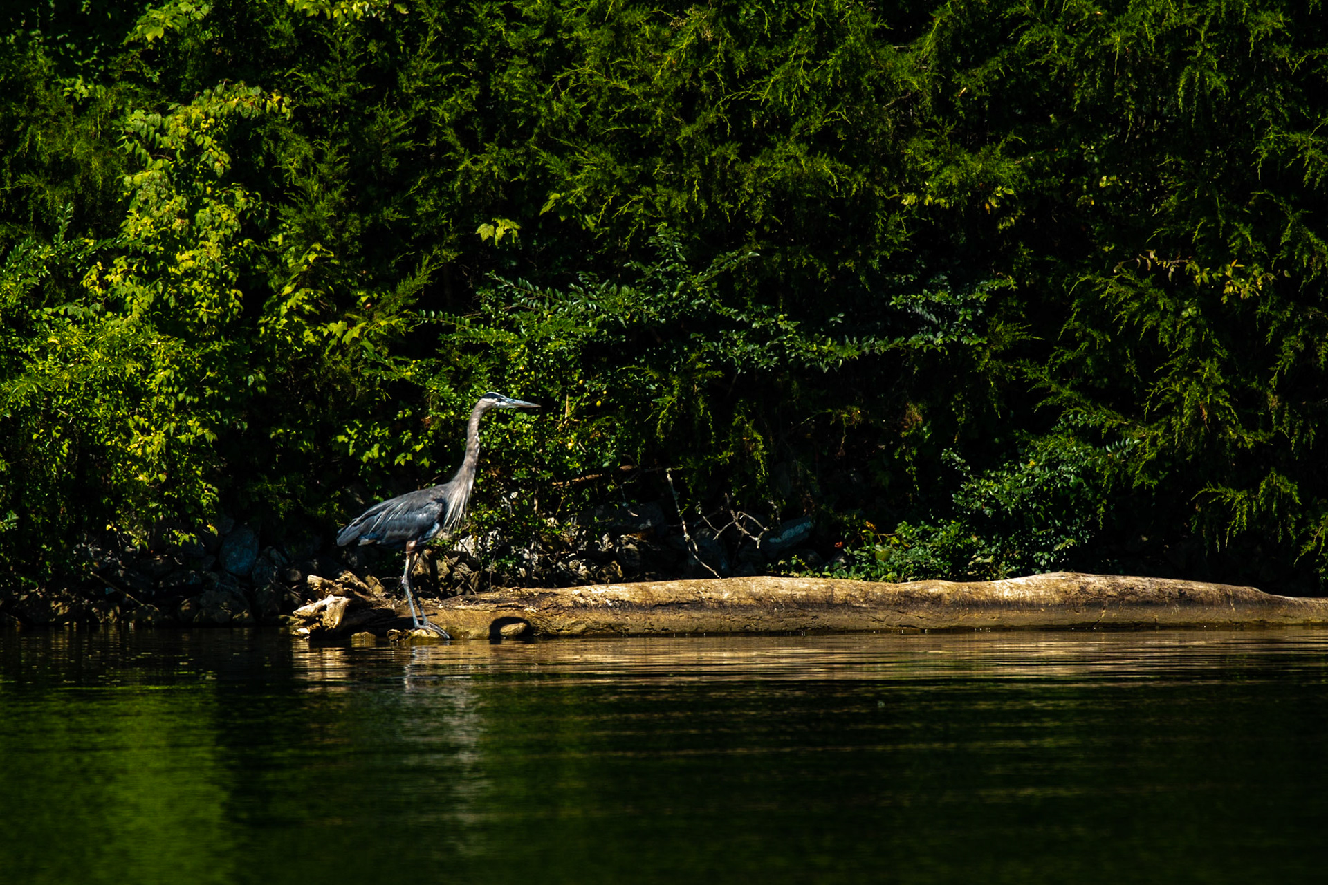 Cove Park Heron