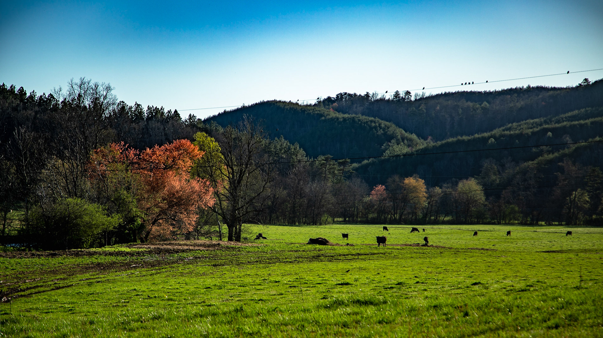 Spring on Chestnut Valley Road