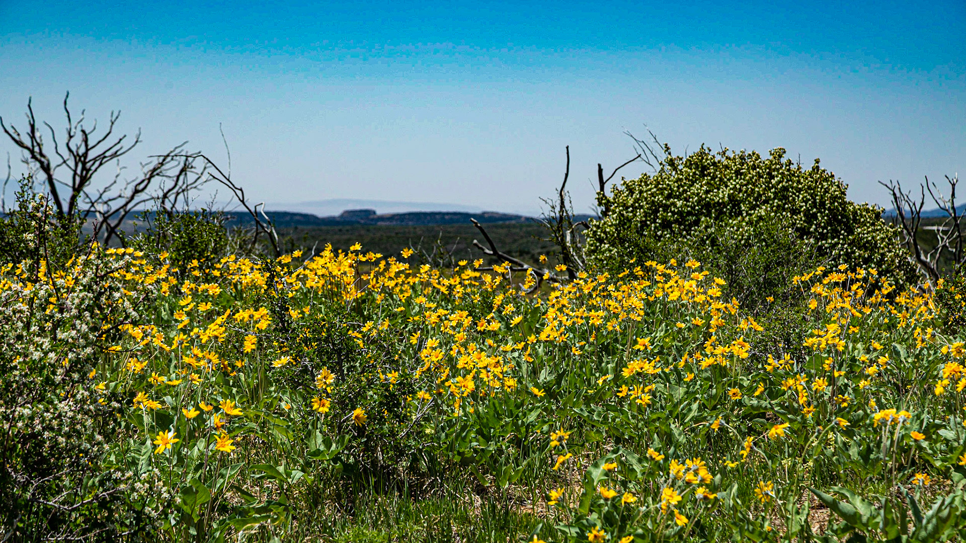 Montezuma Valley Overlook, Mesa Verde National Park
