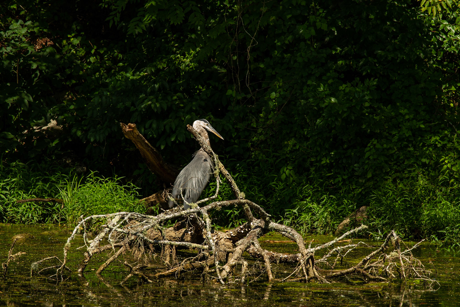 From Everett Rd toward Hickory Creek Road