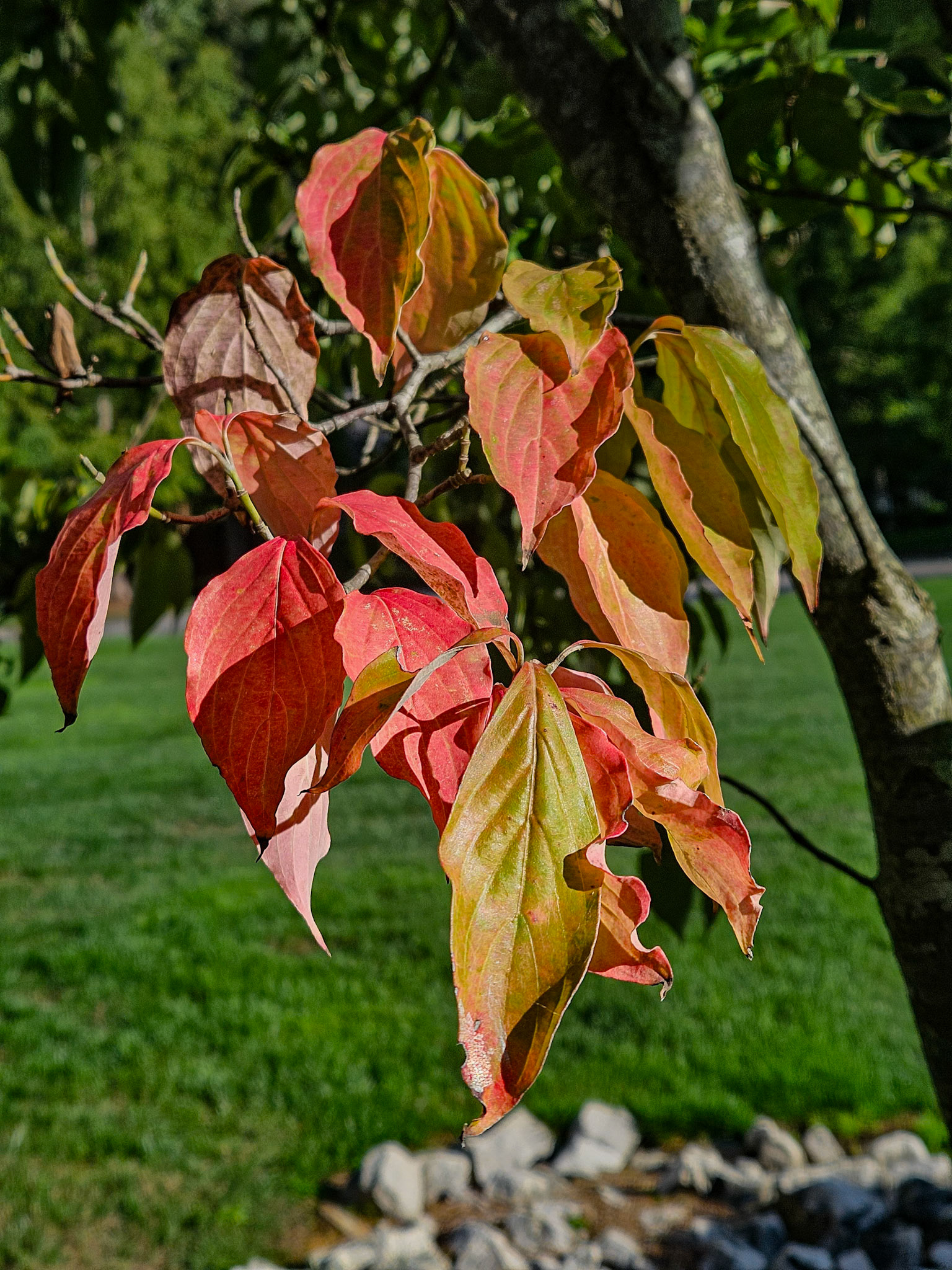 Autum in Our Yard, Septembe 26, 2025