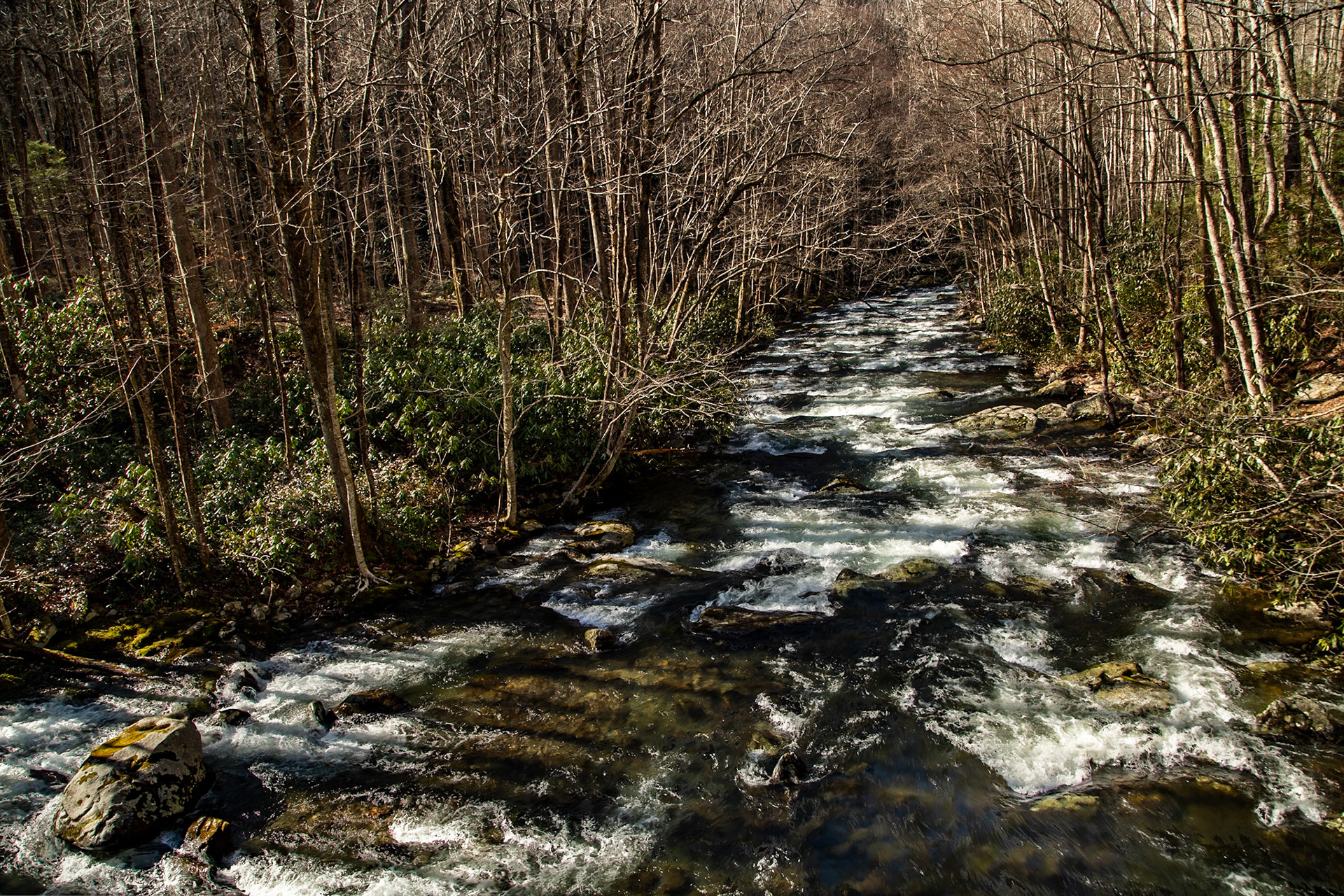 Middle Prong Little River, Upper Tremont Road, Great Smoky Mountains National Park, February 14, 2025