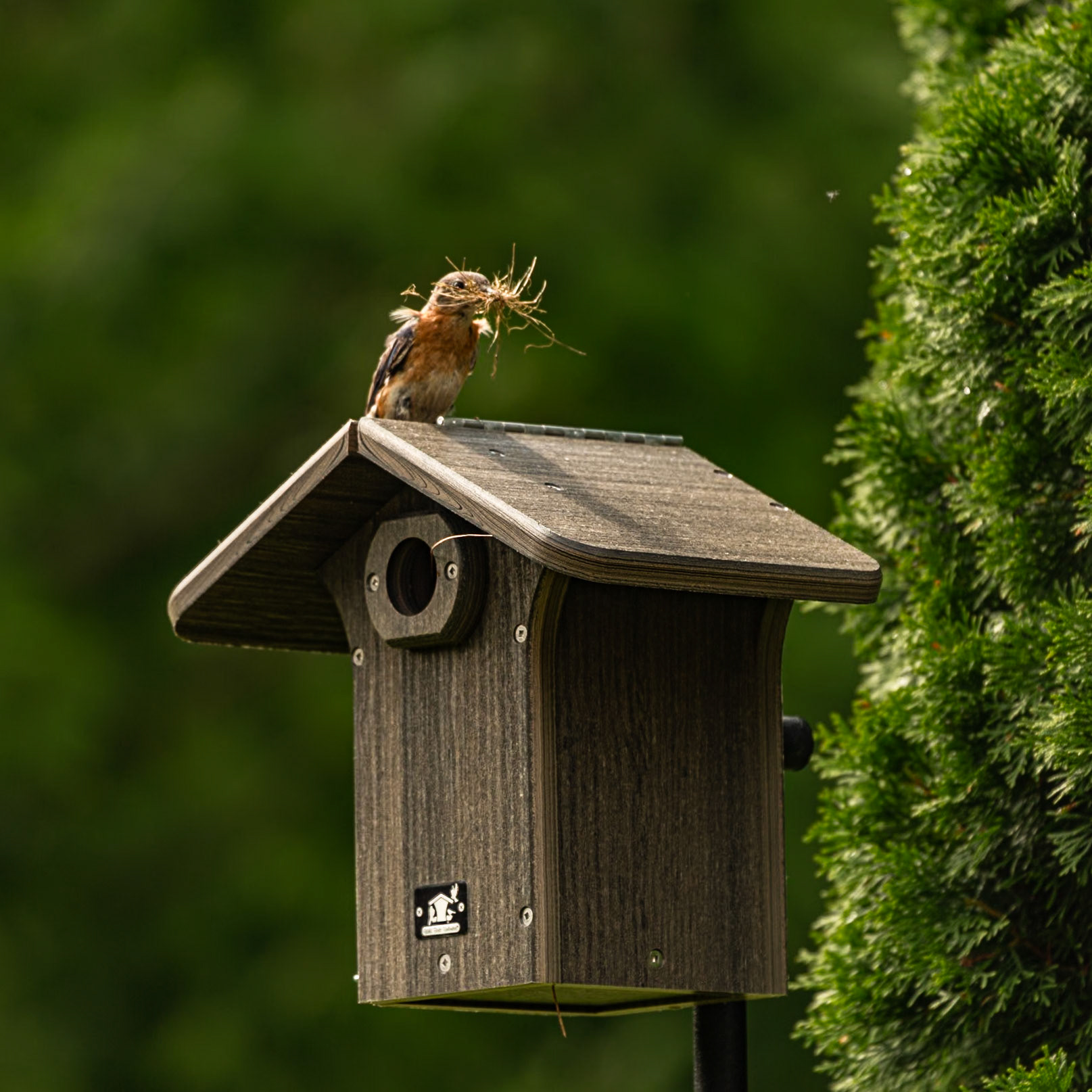 Bluebirds Moving In, June 20, 2023
