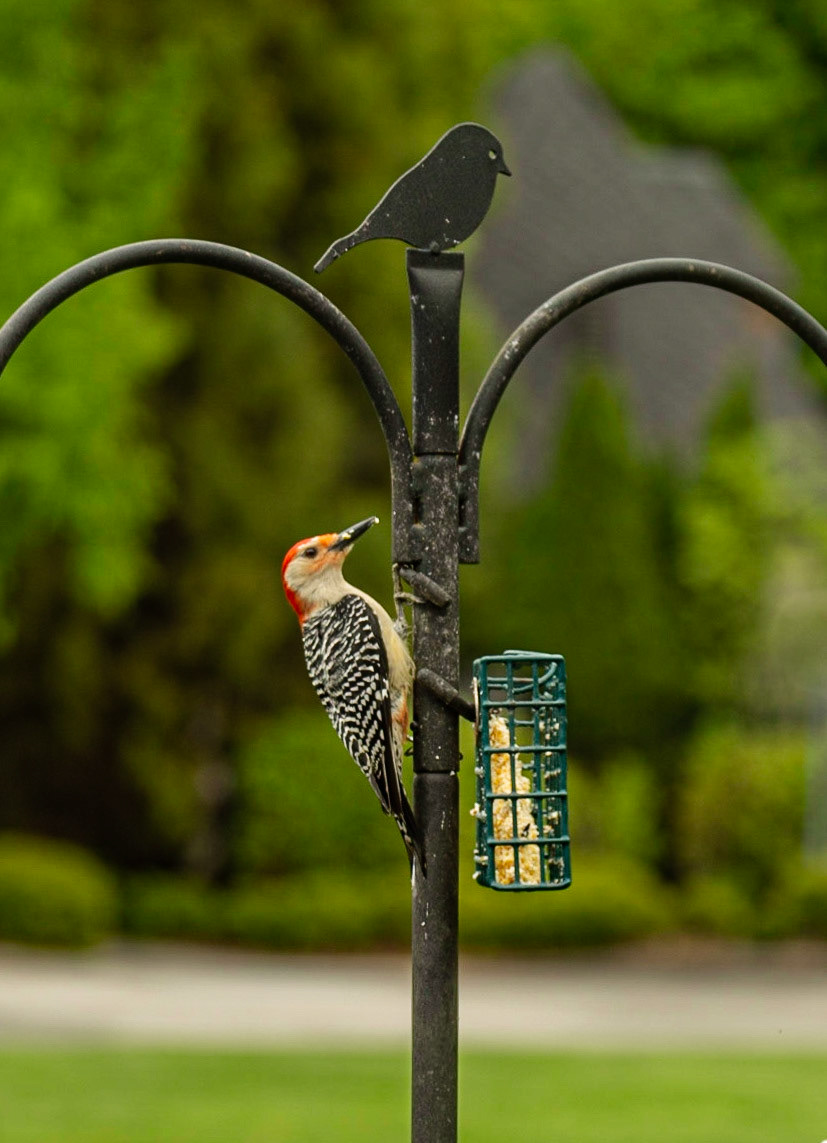 Red Bellied Woodpecker Pair