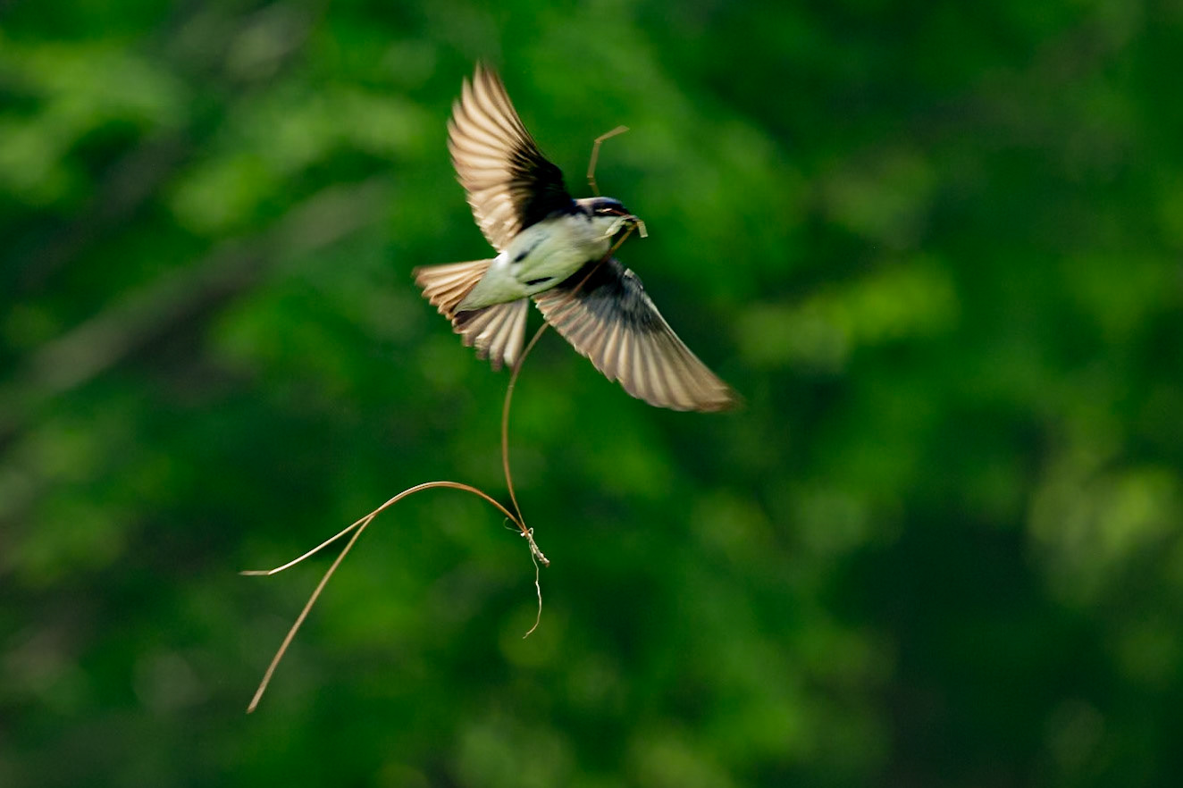 Tree Swallow May 2, 2025