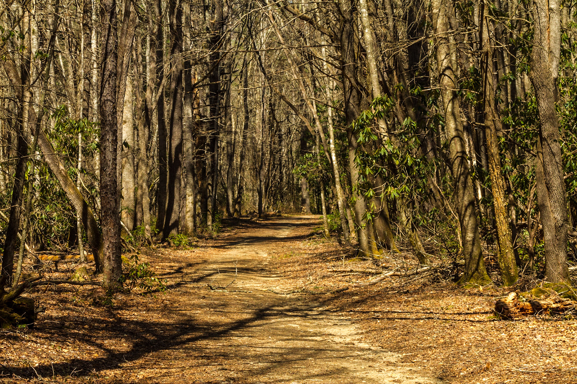 Steve Woody Place Trail