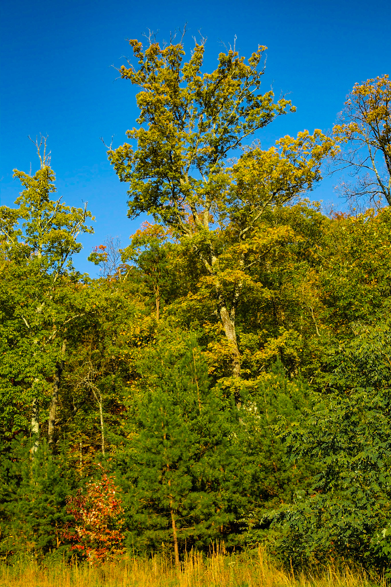 The Preserve at English Mountain