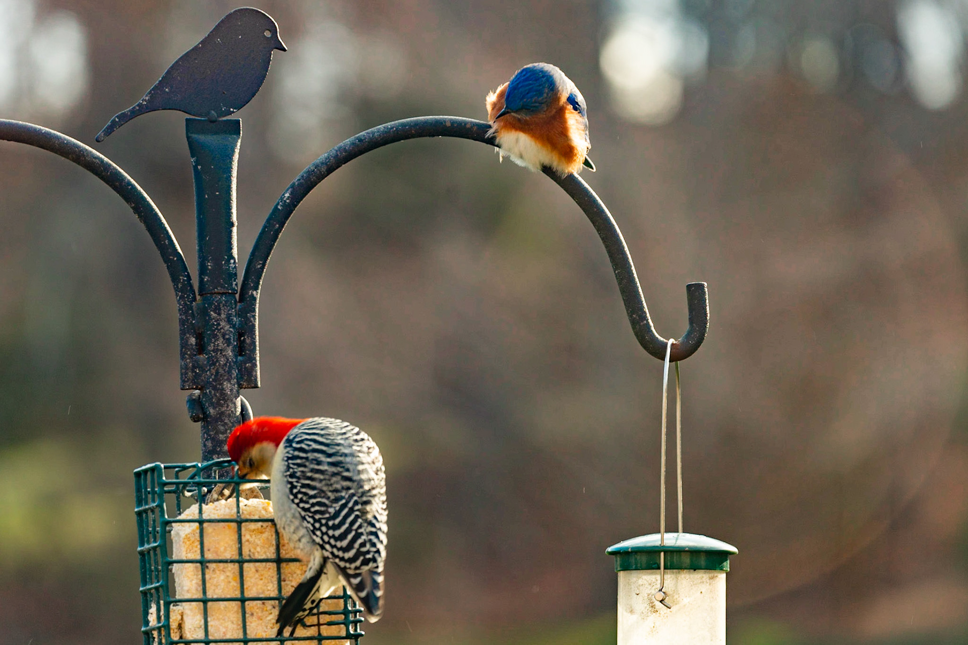 In 2021, a bluebird started visiting us in late January. He brought a girlfriend several weeks later. The couple was back in January 2022 and stay until mid summer. Today, there were four at our feeder at the same time.