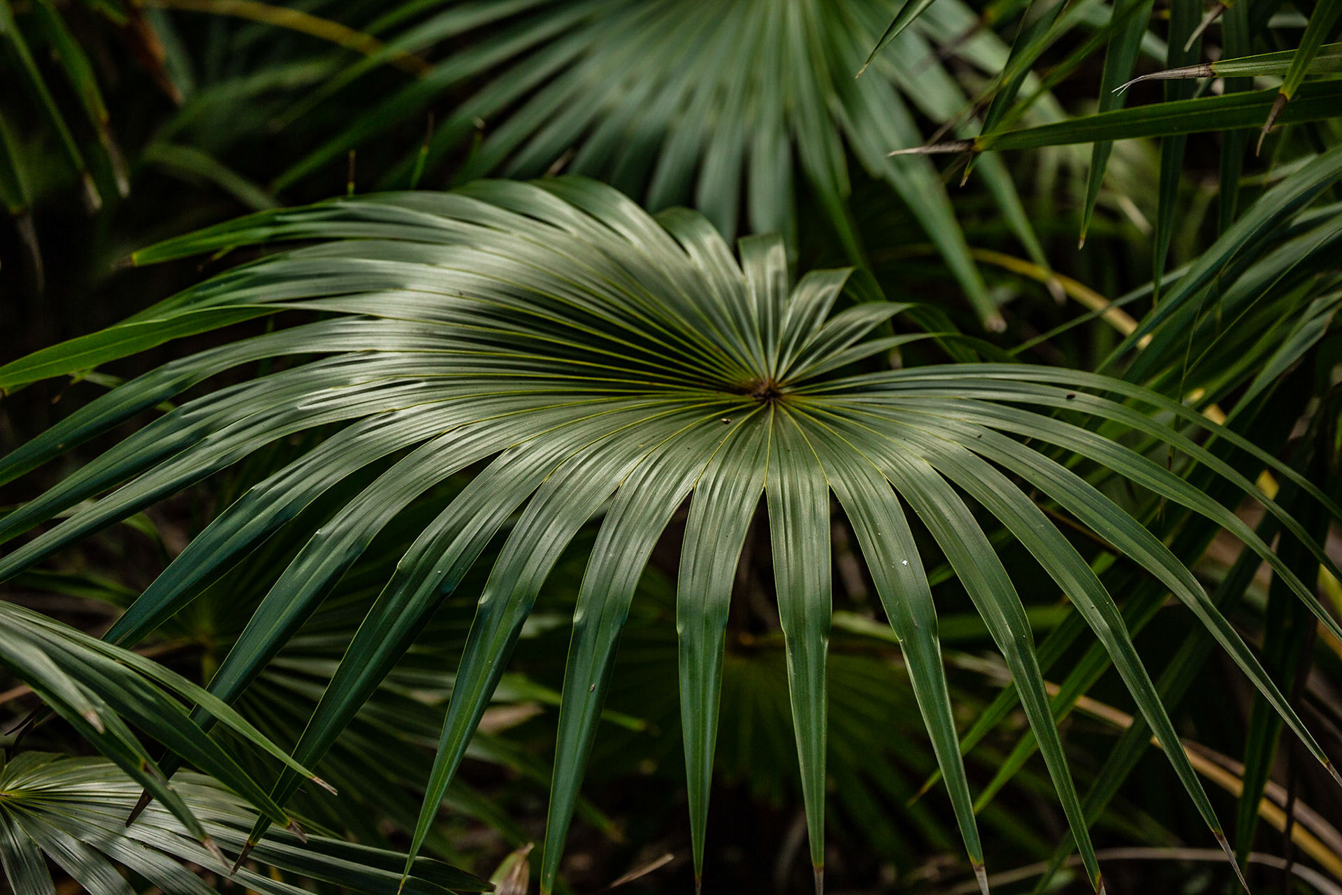 Key West Tropical Forest &amp; Botanical Garden