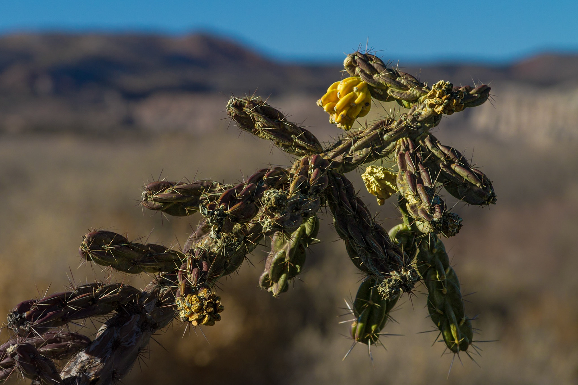Our first stop on our first morning in Santa Fe was the Georgia O'Keeffe Museum, where the tour and short films gave us a deeper understanding of her contribution to art.  The time in the museum inspired our drive to Abiquiu that afternoon.  Later, we went on to Ghost Ranch, where O'Keeffe stayed before she acquired and essentially rebuilt her home at Abiquiu.