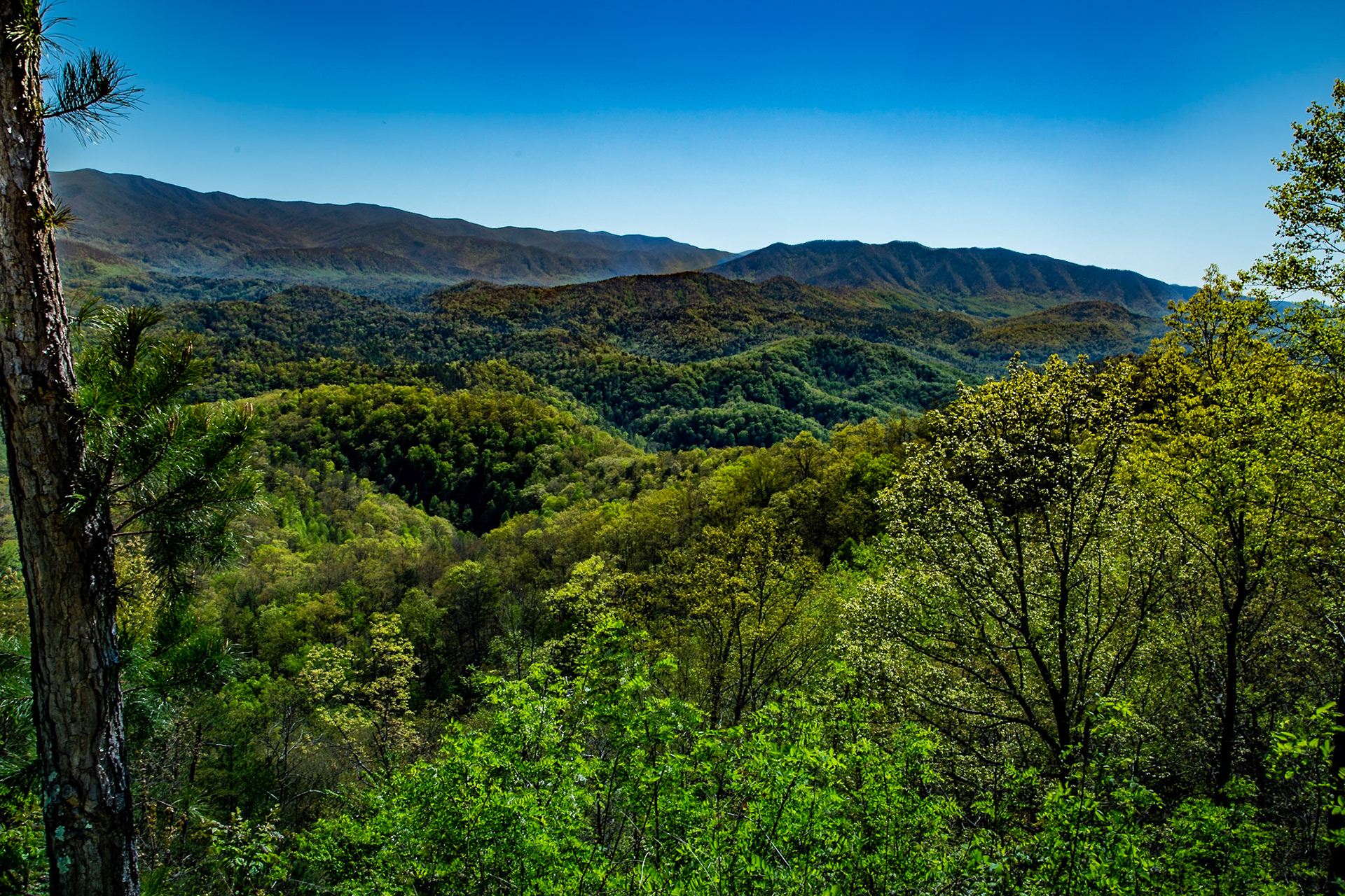 35°43'2.5231" N 83°40'19.796" W