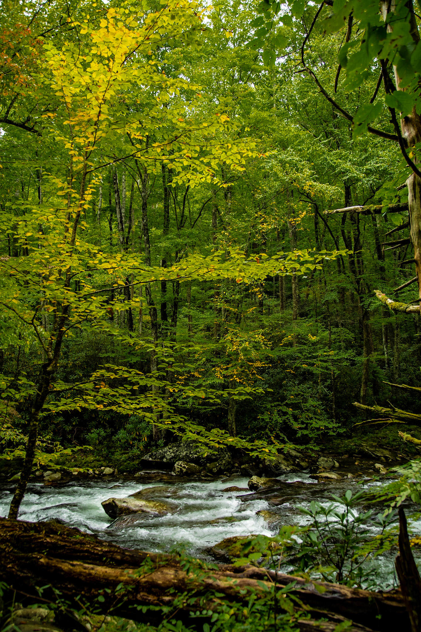 Little River Trail Early Fall Color, Elkmont
