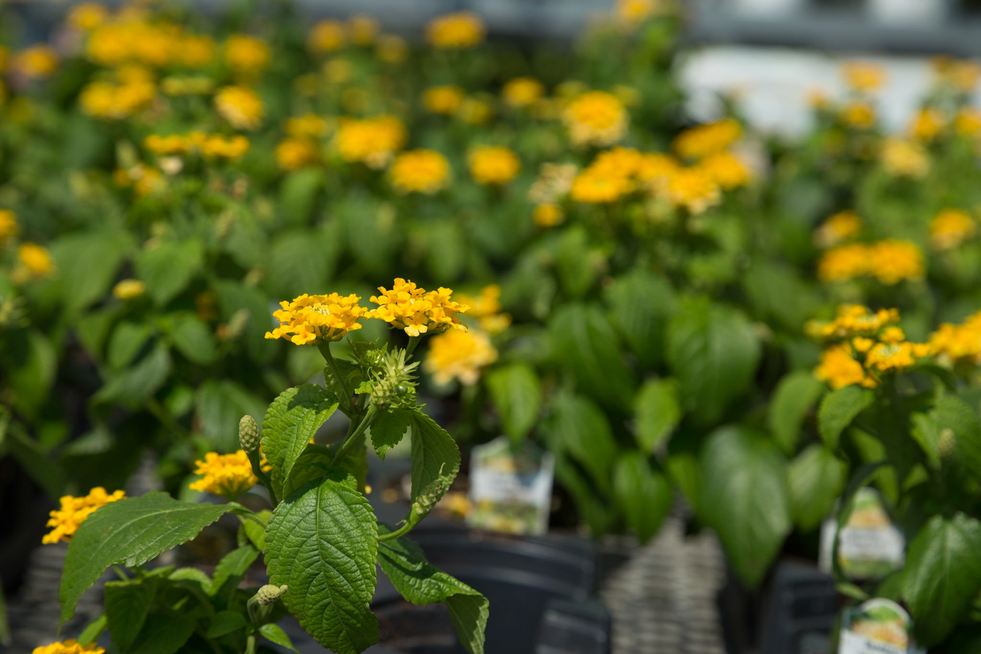 Christie and I picked up Trever and Grace for a weekend with us, on the moring of July 11. From there we took I-26 and I-40 to Waynesville, NC, where we ate.  Then it was Maggie Valley, Blue Ridge Parkway and Great Smokey Mountain National Park .  In the park we stopped at overlooks, Clingmans Dome and The Sinks.  Dinner was in Townsend.