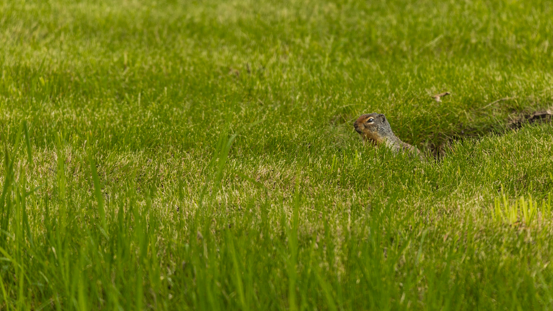 Headed west on Highway PR 541 along the Highwood River, a picnic area looked like a good place for closer views of the river. It turned out that the river was pretty dull, but I got interested in the prairie dogs. A few shots and we were on our way.