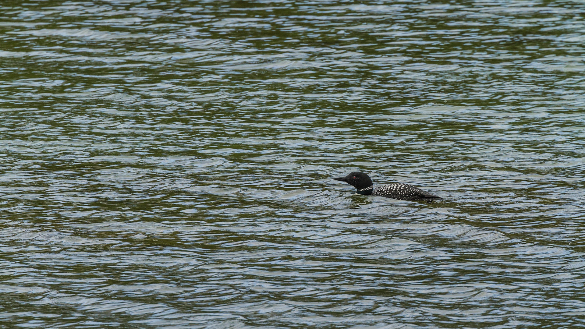 We turned onto Spray Valley Road and figured out that it could eventually take us back to Canmore. Soon, we discovered this Common Loon on a lake near the road.  He performed for me.  Although the road was unpaved gravel, it was smooth and appeared to be a very comfortable drive. We continued.