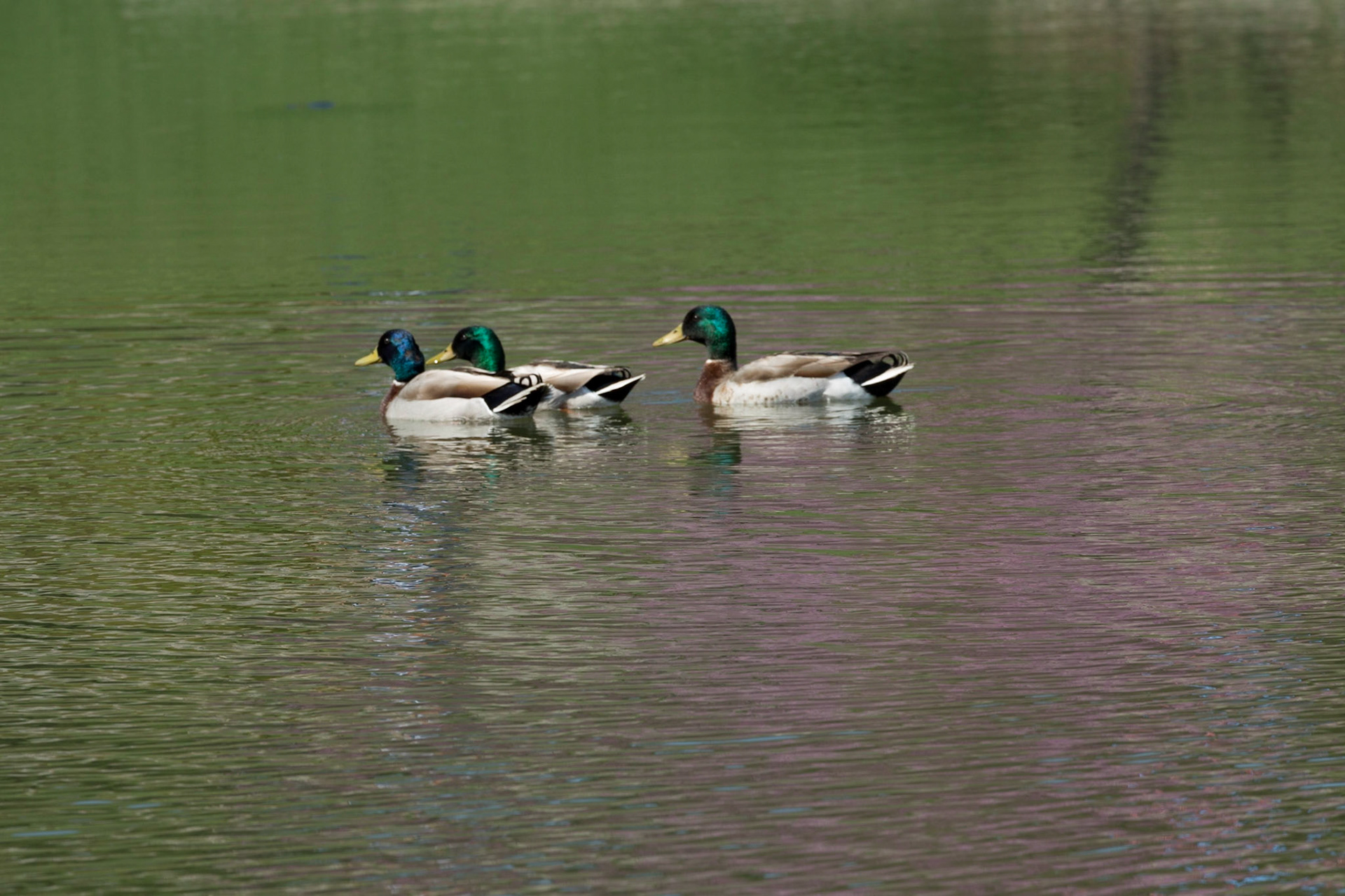 Kendri at Bridgemore