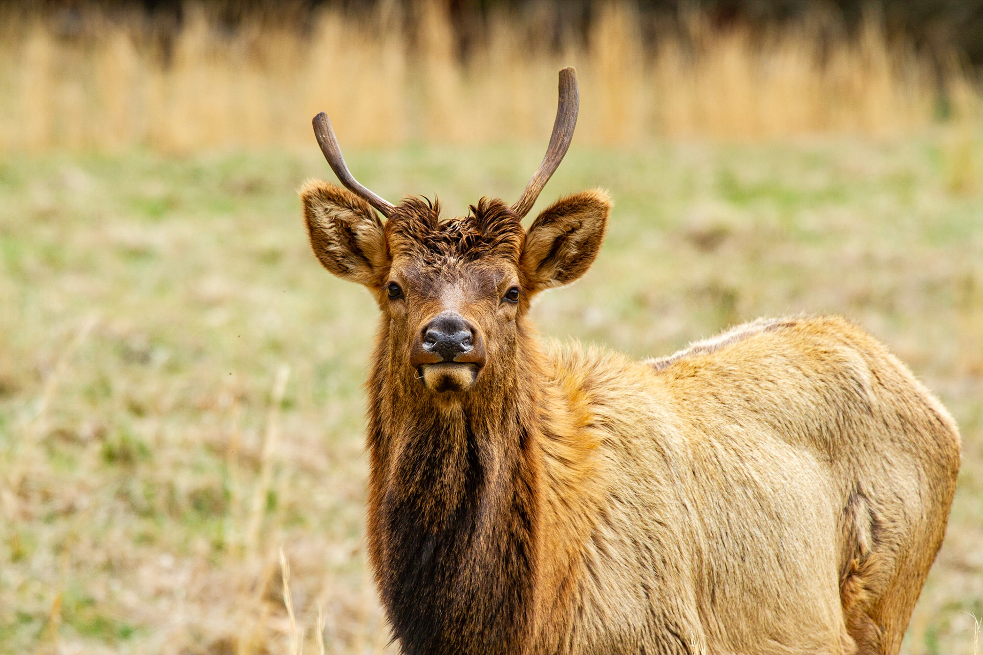Elk in Cataloochee Valley
