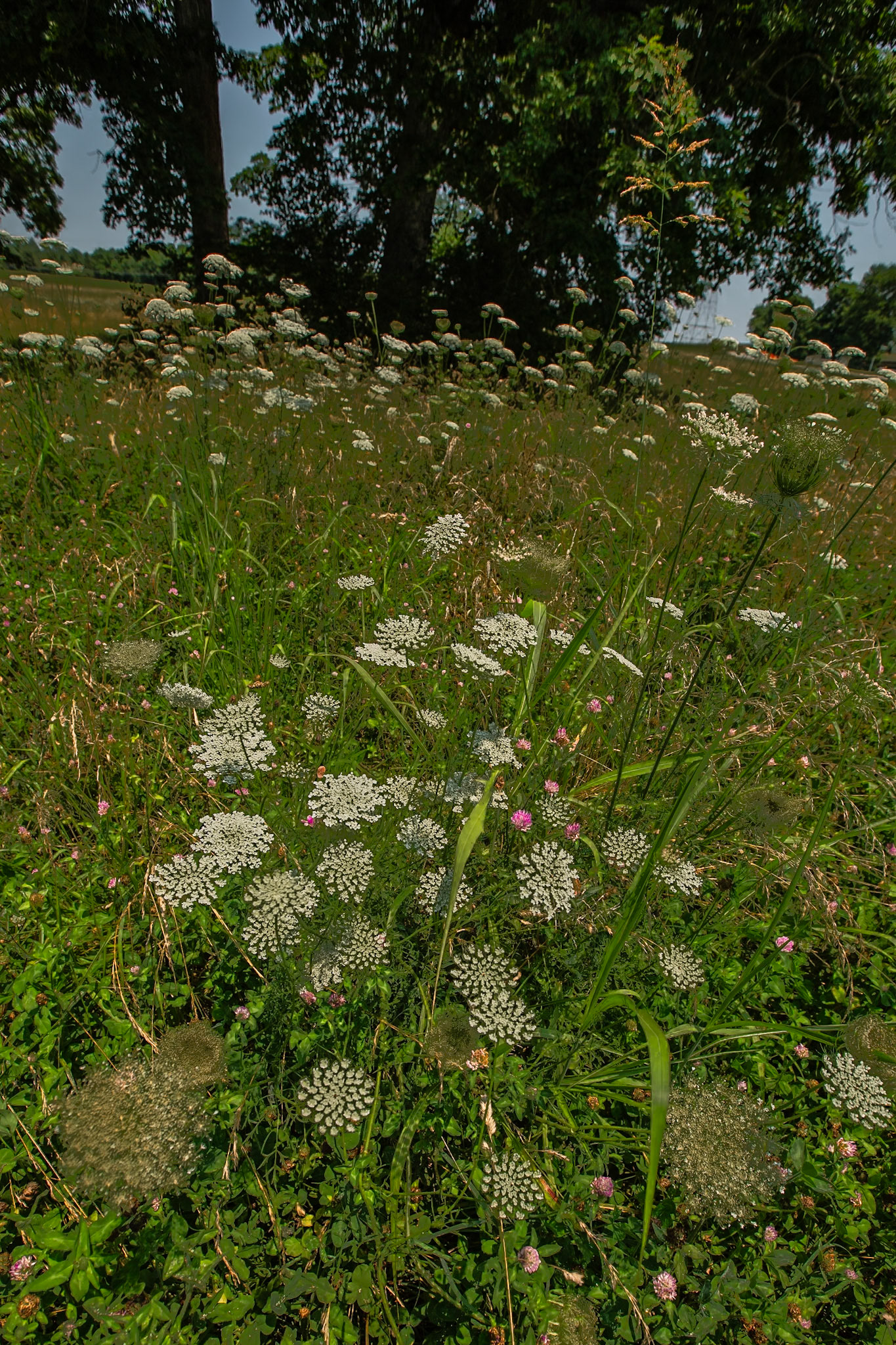 Queen Anne's Lace, Bussell Island Boat Ramp, Tellico Dam, June 16, 2024