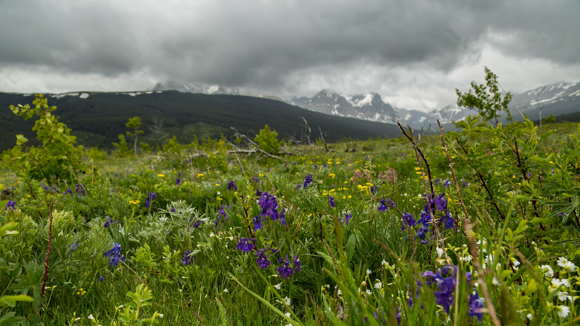 We stopped to enjoy the mountain views. These flowers enticed me to lay on the ground, so I could get down with them. When Mark walked by, he pointed out that my legs were beside cow droppings. I hope I don’t walk off a cliff someday during an attempt to get the image I want.